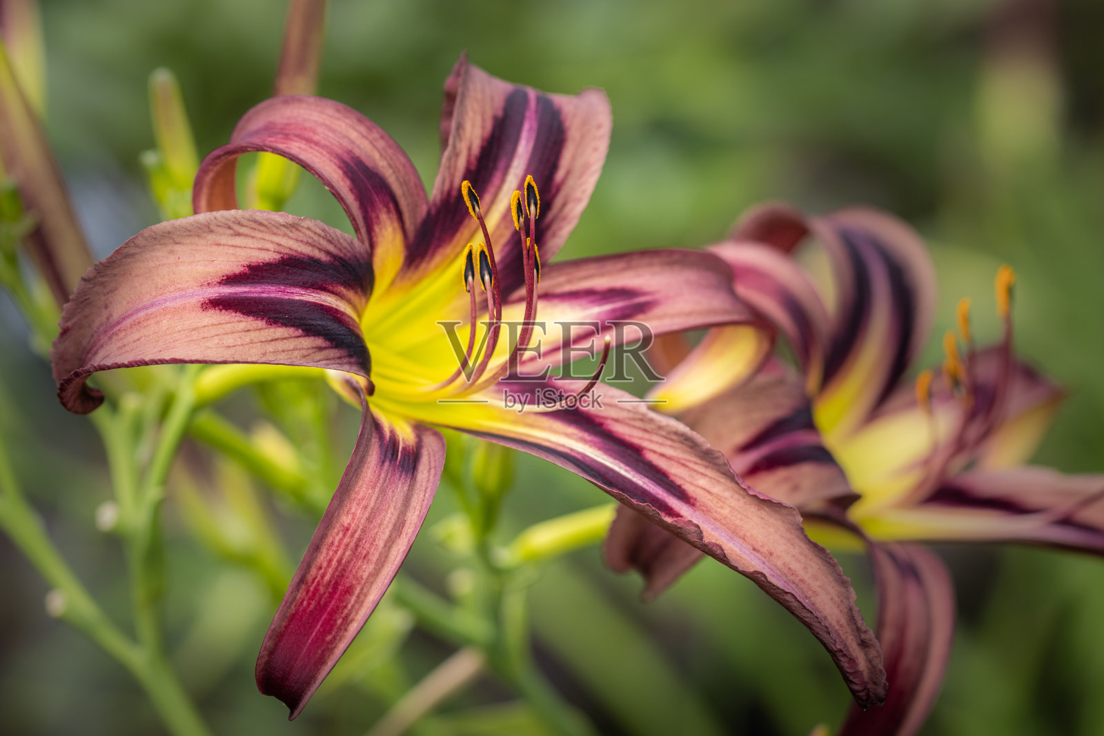 在一个阳光明媚的早晨，近距离观察一株红黄相间的黄花菜照片摄影图片