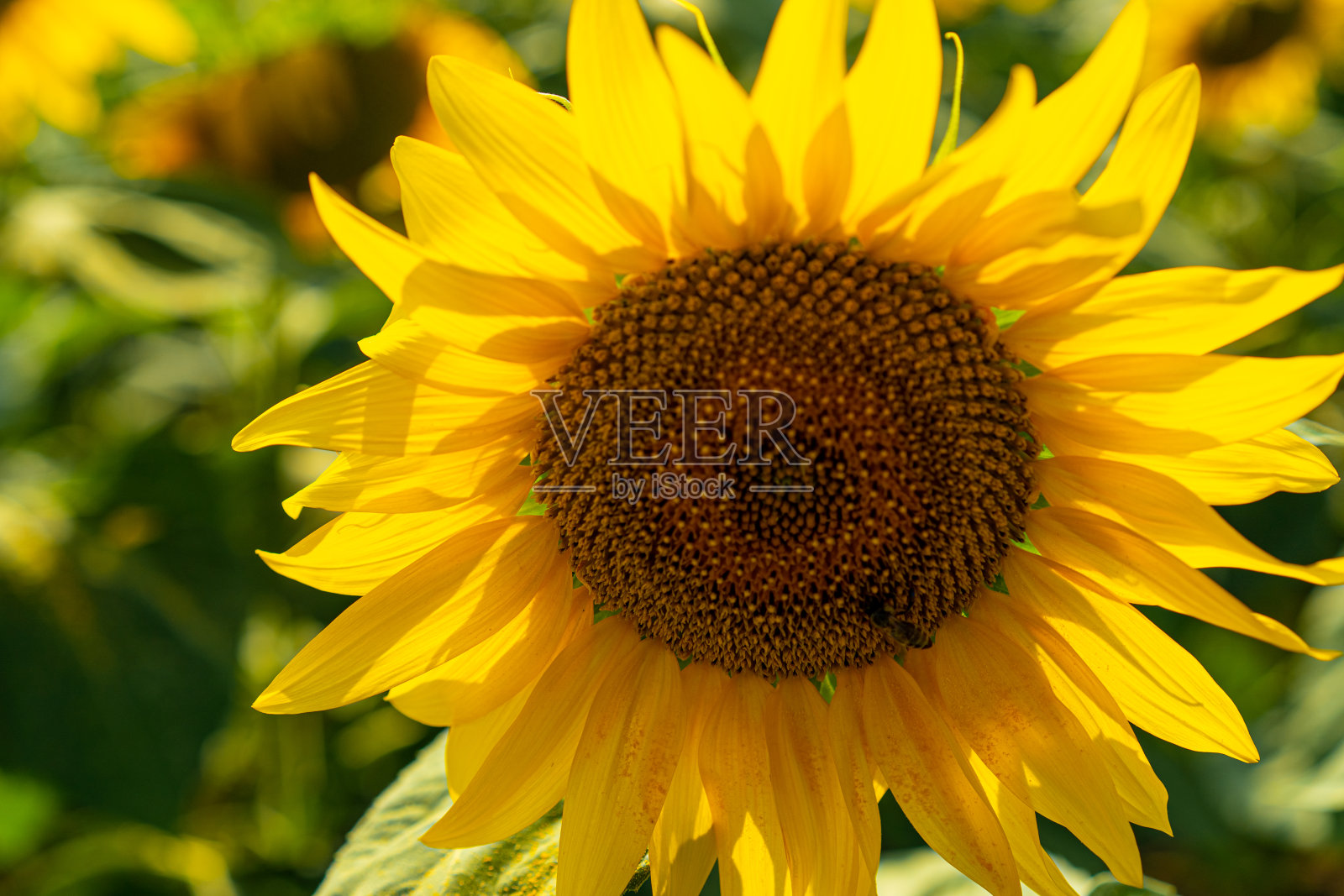 向日葵在地里生长照片摄影图片