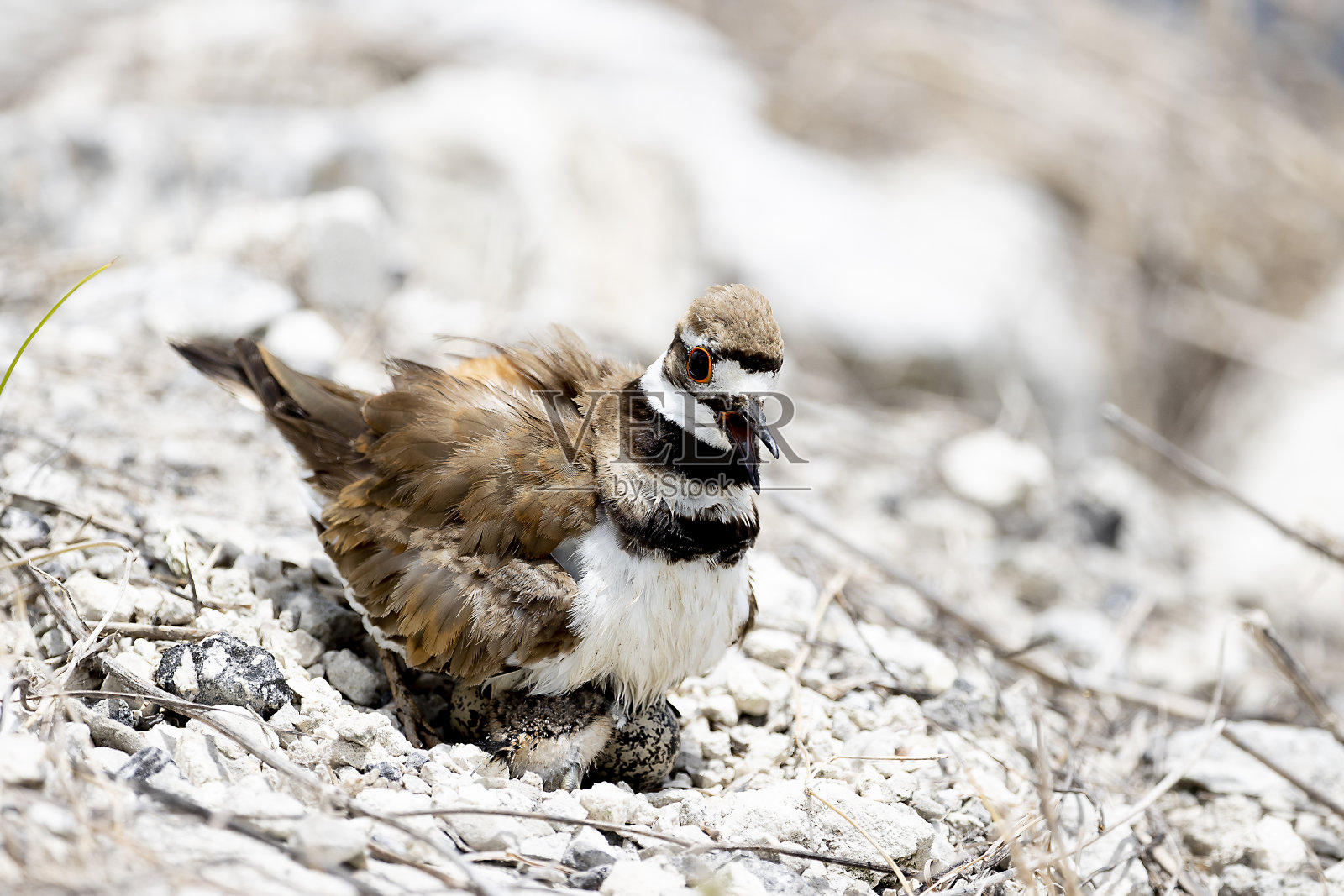 小水鸟照片摄影图片