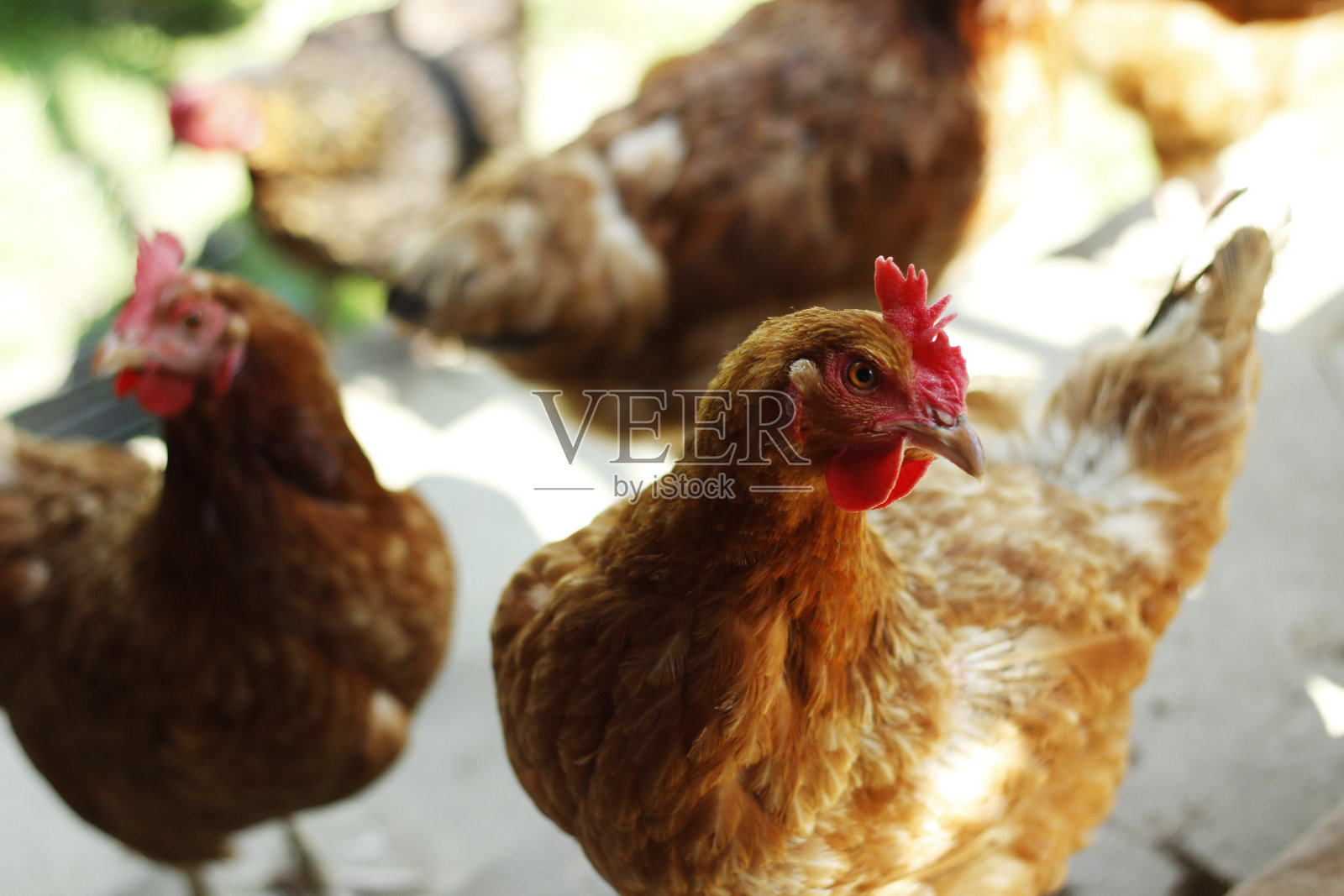 好奇的放养鸡照片摄影图片