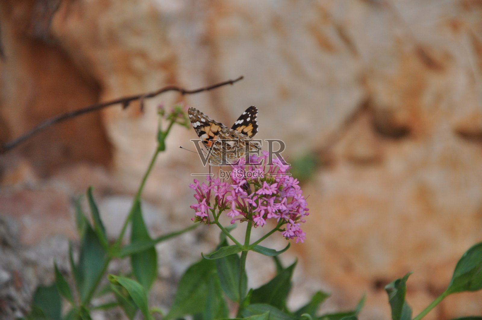 彩绘蝴蝶(凡妮莎·卡杜)在粉红色的花朵上照片摄影图片