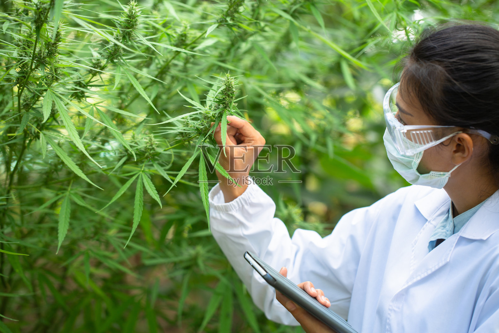 科学家带着面具检查温室里的大麻植物的肖像。草药替代药物概念，CBD大麻油。照片摄影图片