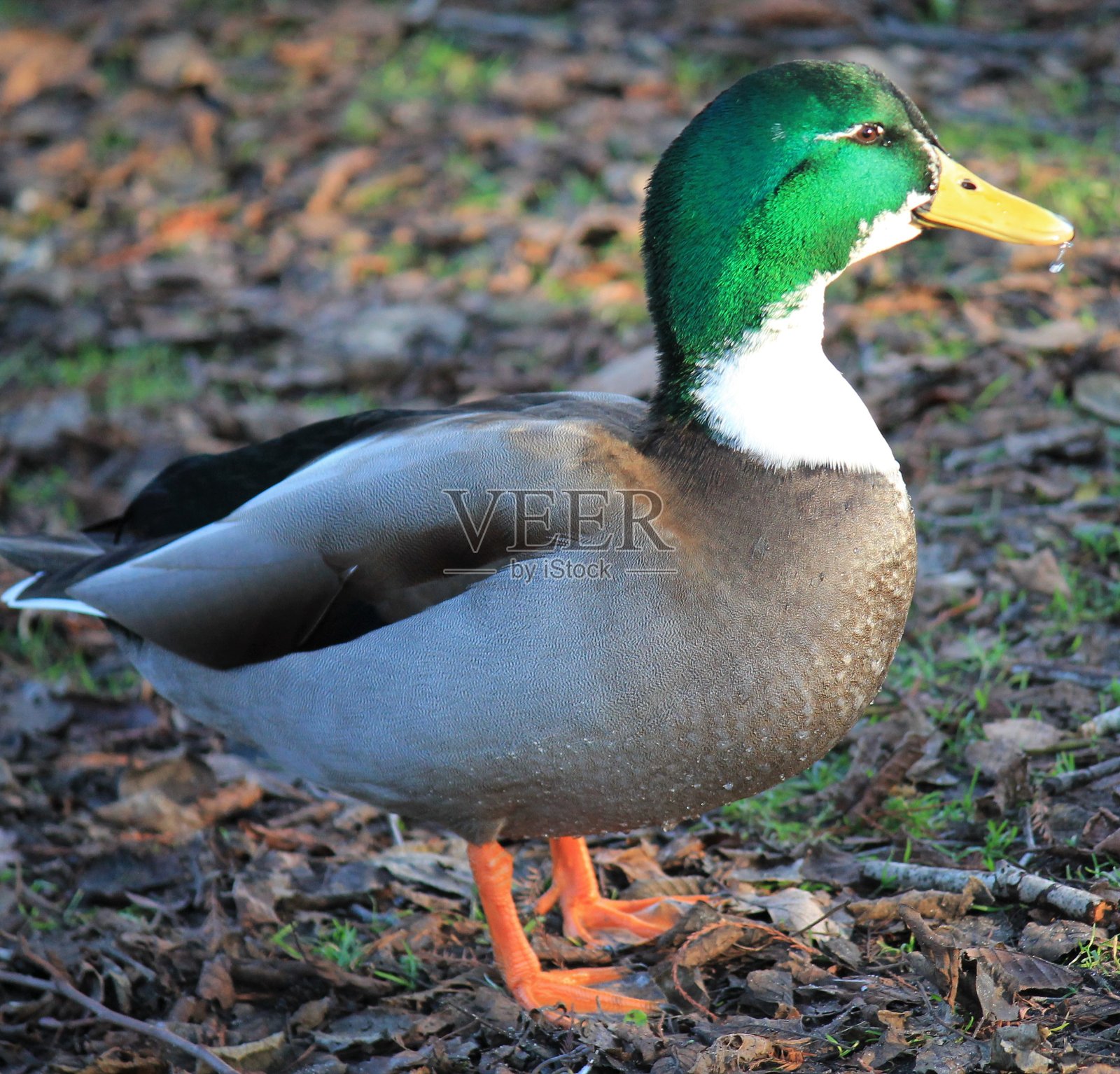绿领照片摄影图片
