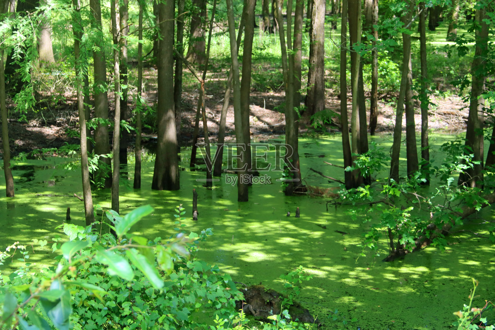充满活力的绿色苔藓水周围是高大的树木照片摄影图片