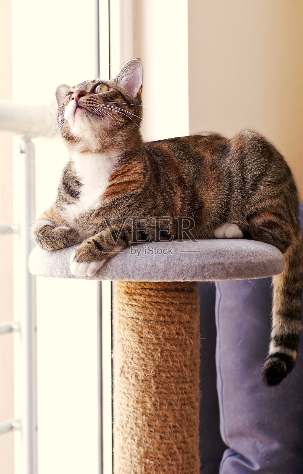 DSH猫的温暖肖像照片摄影图片