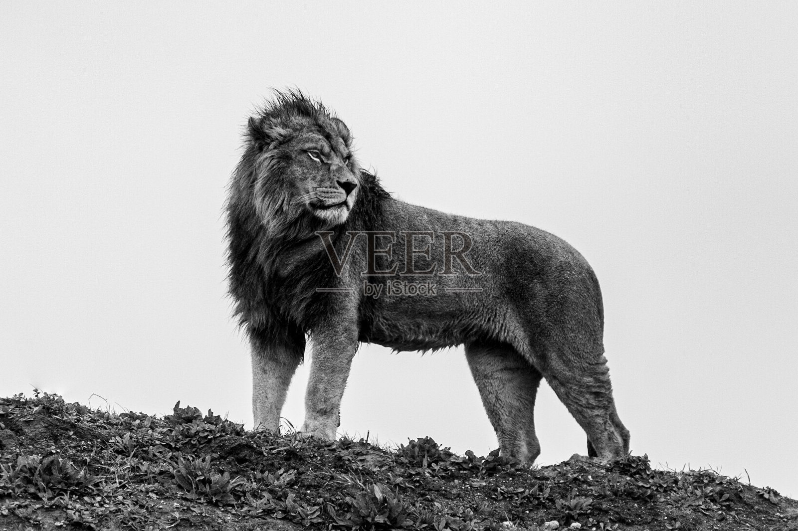 动物园照片摄影图片