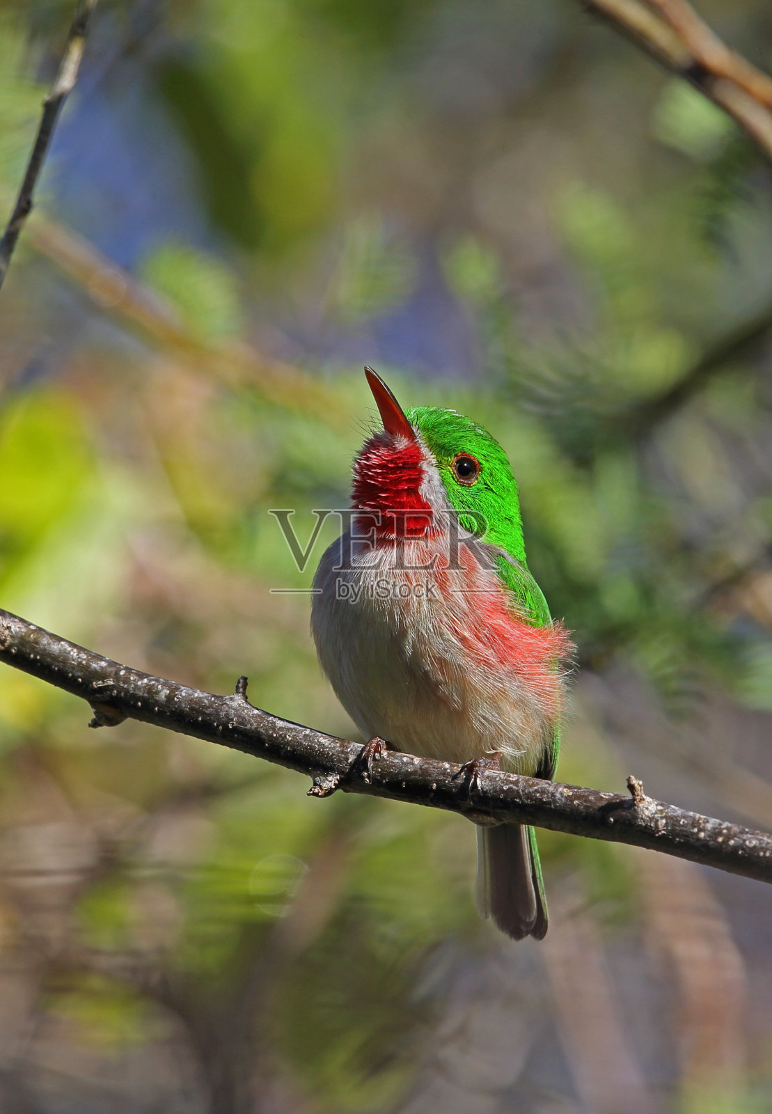 Broad-billed小鸟照片摄影图片