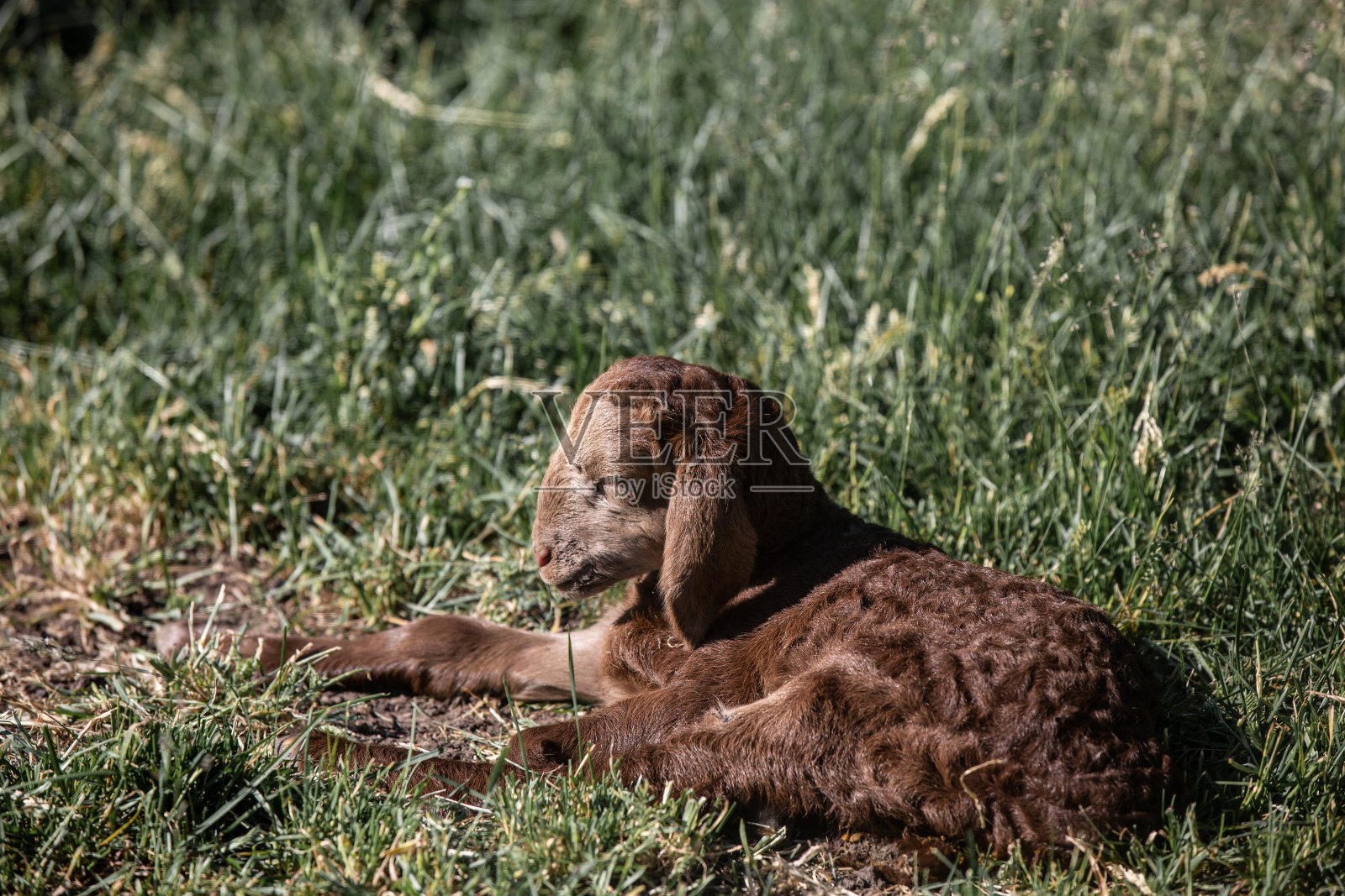 一只绵羊，一只白色的小羊羔，一只黑色的小羊羔，可爱的动物照片摄影图片