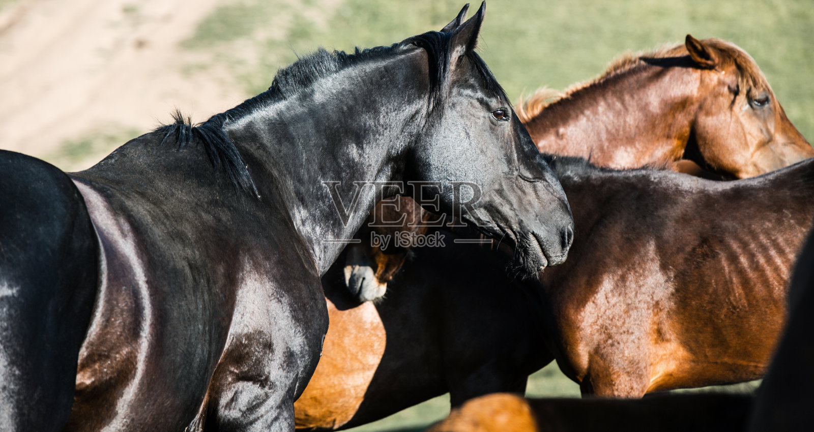 黑马在场上嬉戏，散科效应照片摄影图片
