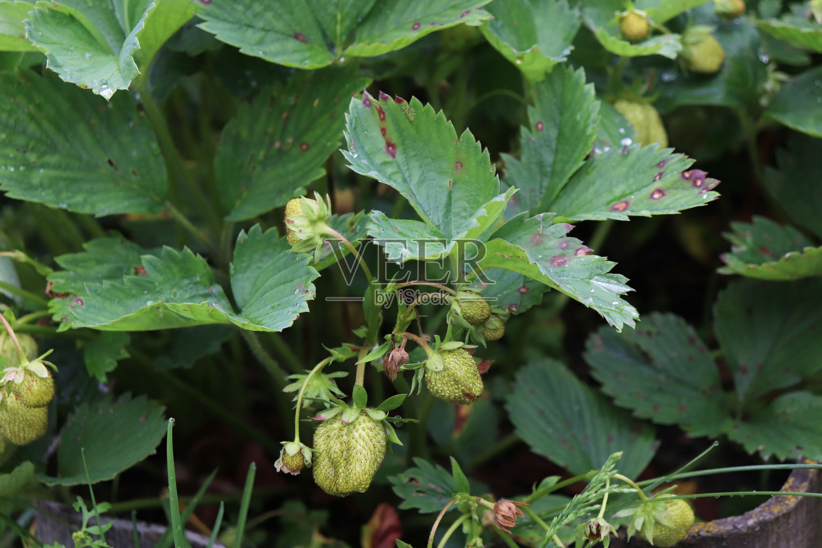 花园里的野绿草莓照片摄影图片