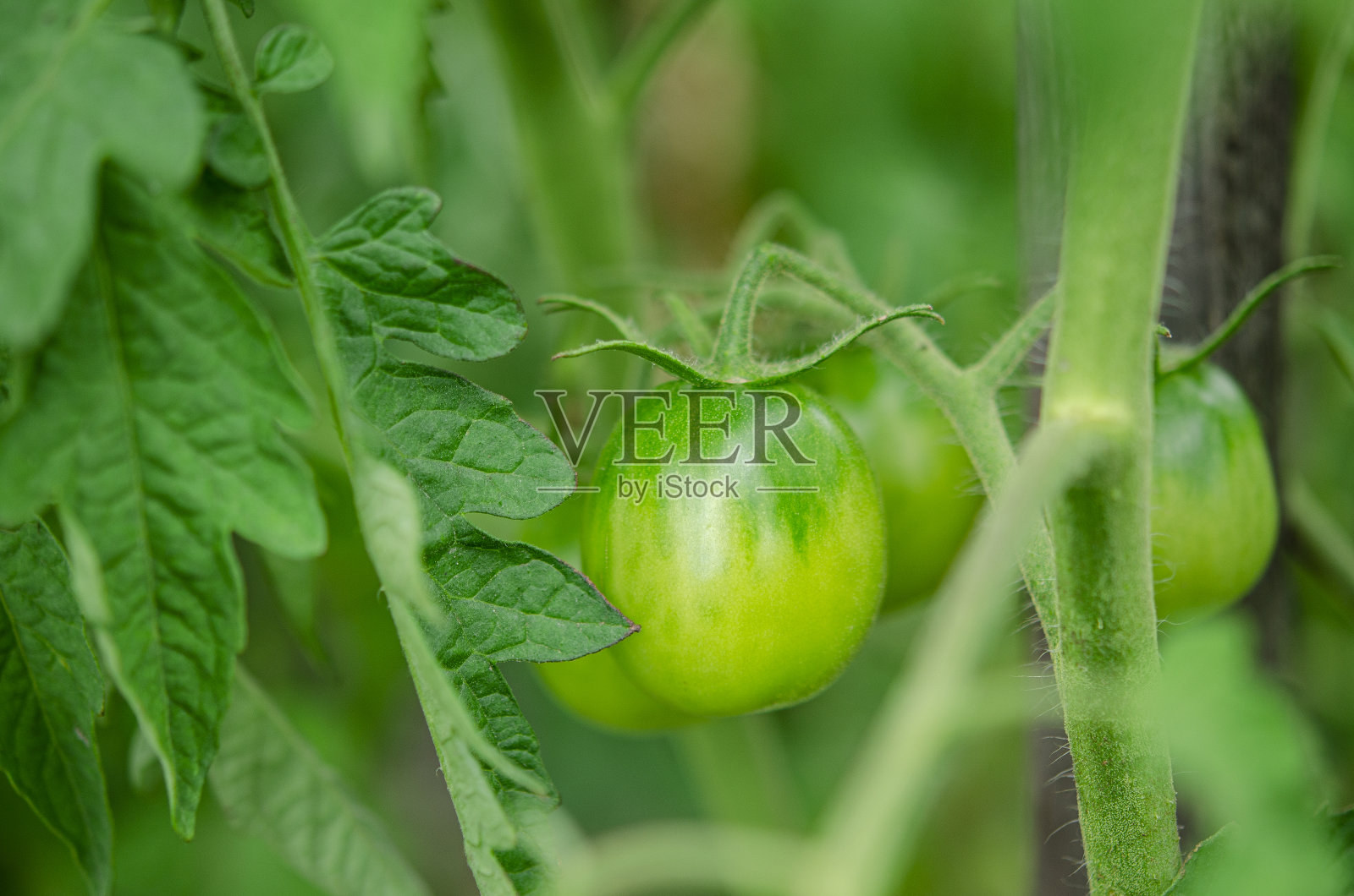 一丛绿色的小西红柿生长在露天花园中照片摄影图片