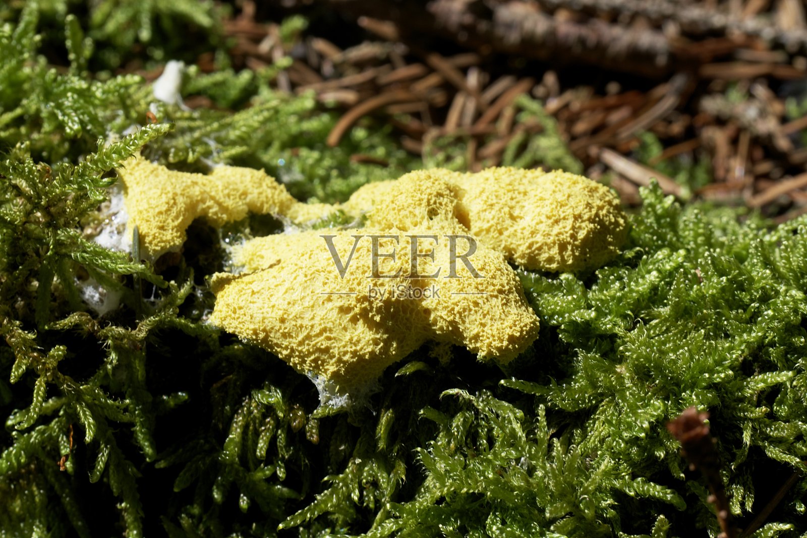 在特写中看起来很疯狂的黄色蘑菇照片摄影图片