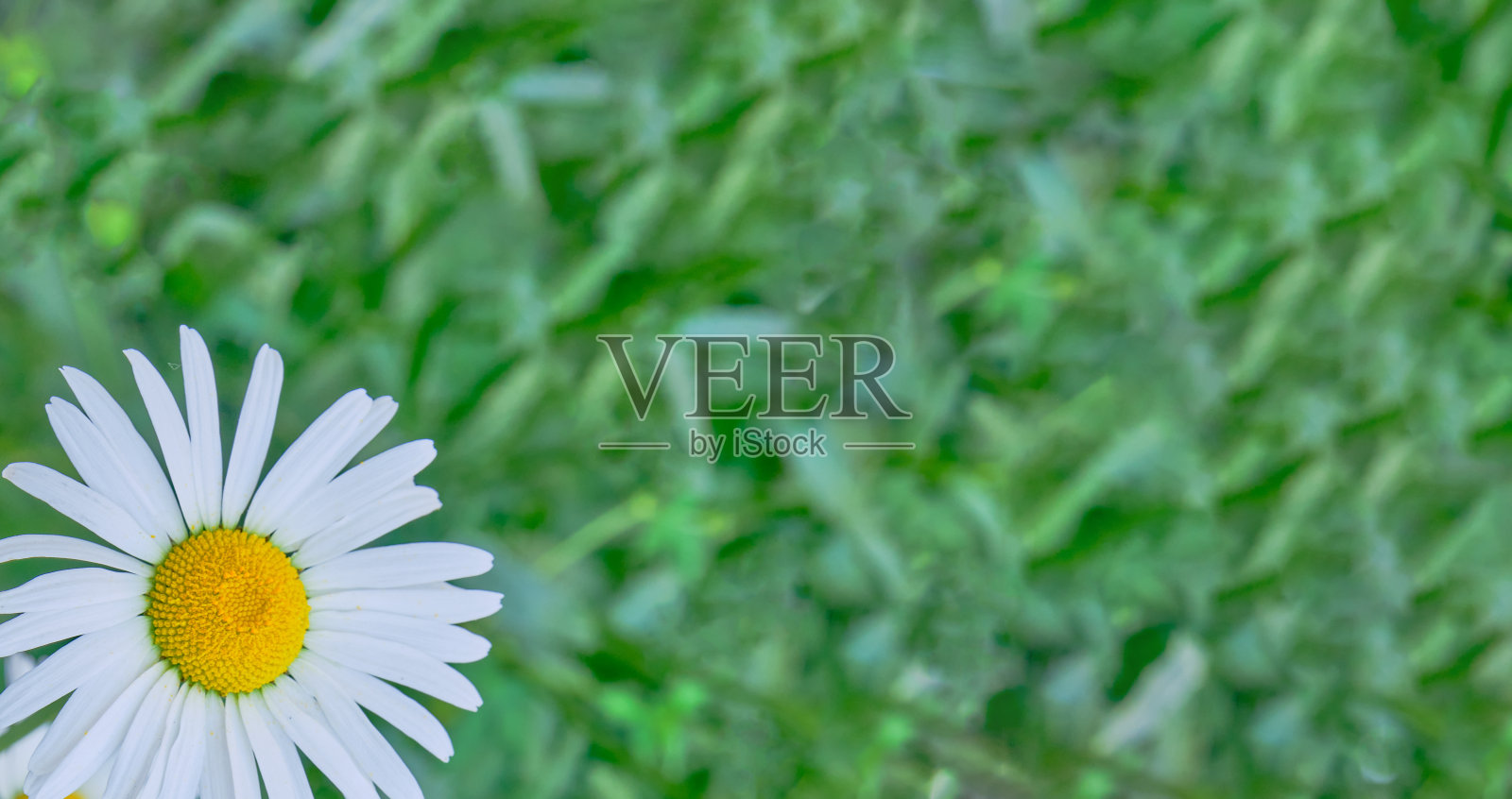 一个美丽的甘菊花蕾在绿色的背景照片摄影图片