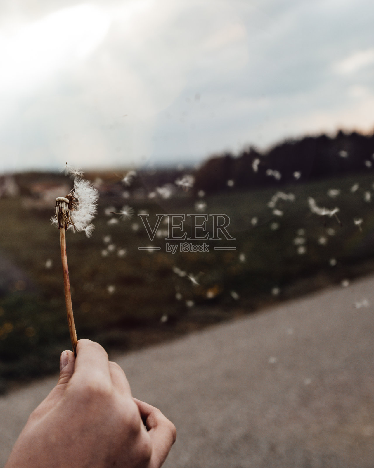 蒲公英的种子在阳光的吹拂下掠过一个清新的绿色的黄昏背景照片摄影图片