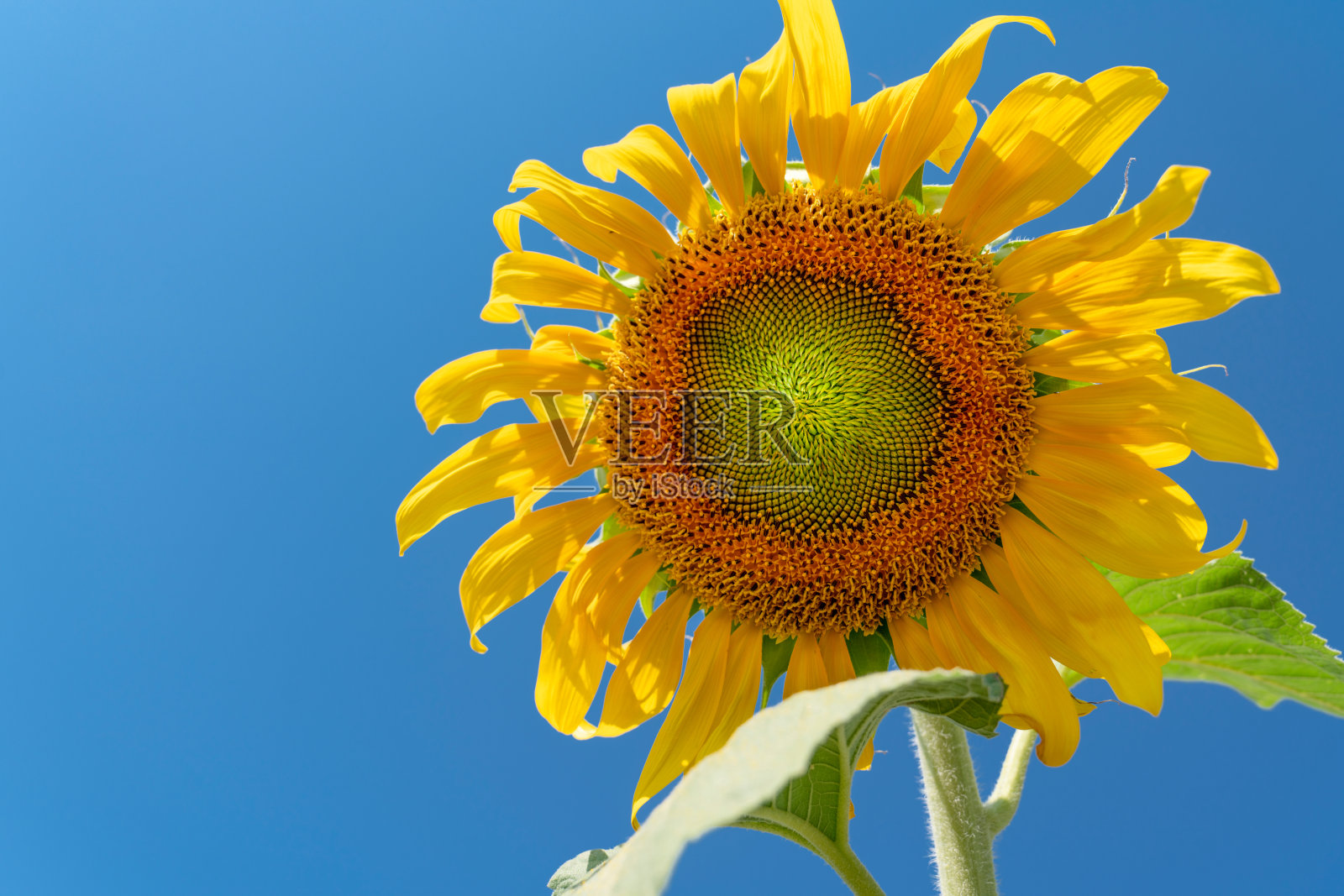 一株有着蓝天背景的向日葵。照片摄影图片