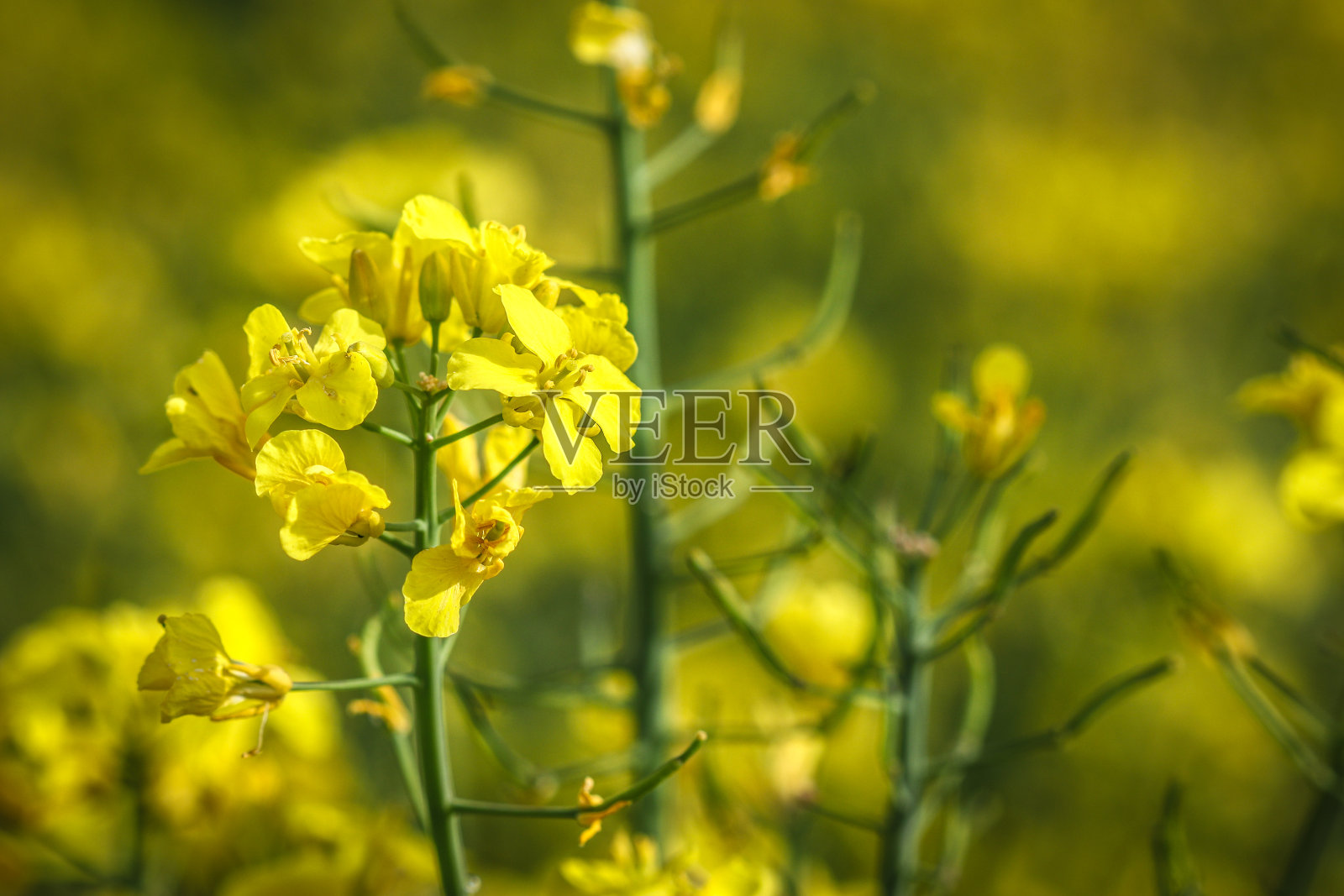 黄色的油菜籽领域照片摄影图片