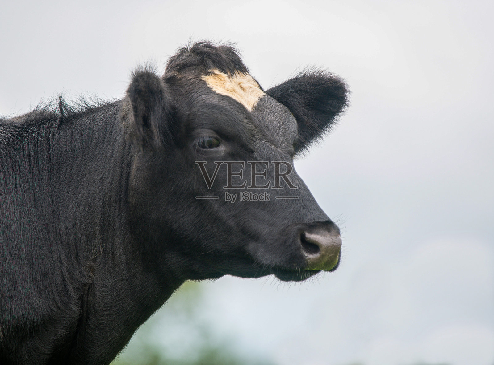 黑白奶牛特写照片摄影图片