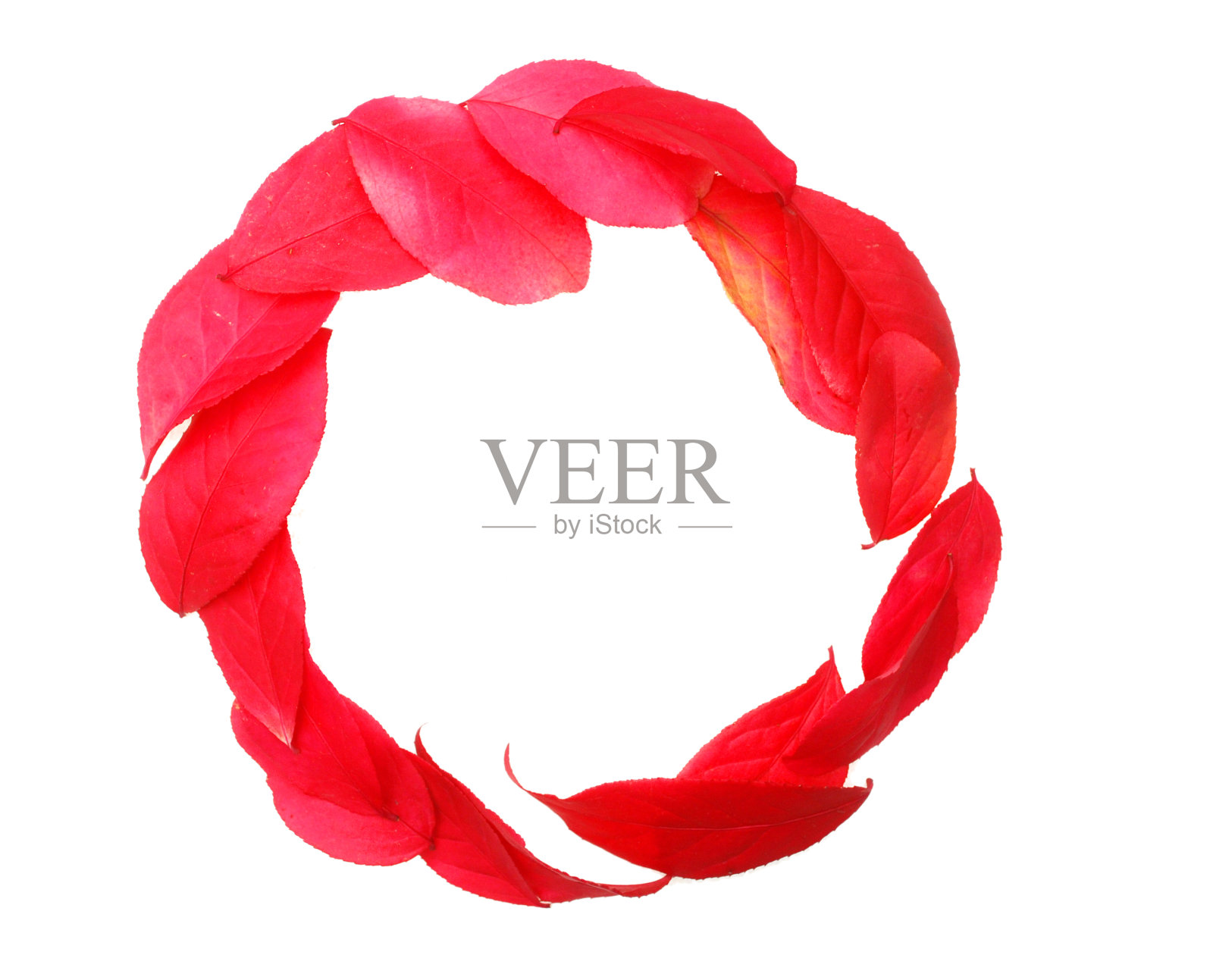 红色的秋叶花环在白色上照片摄影图片