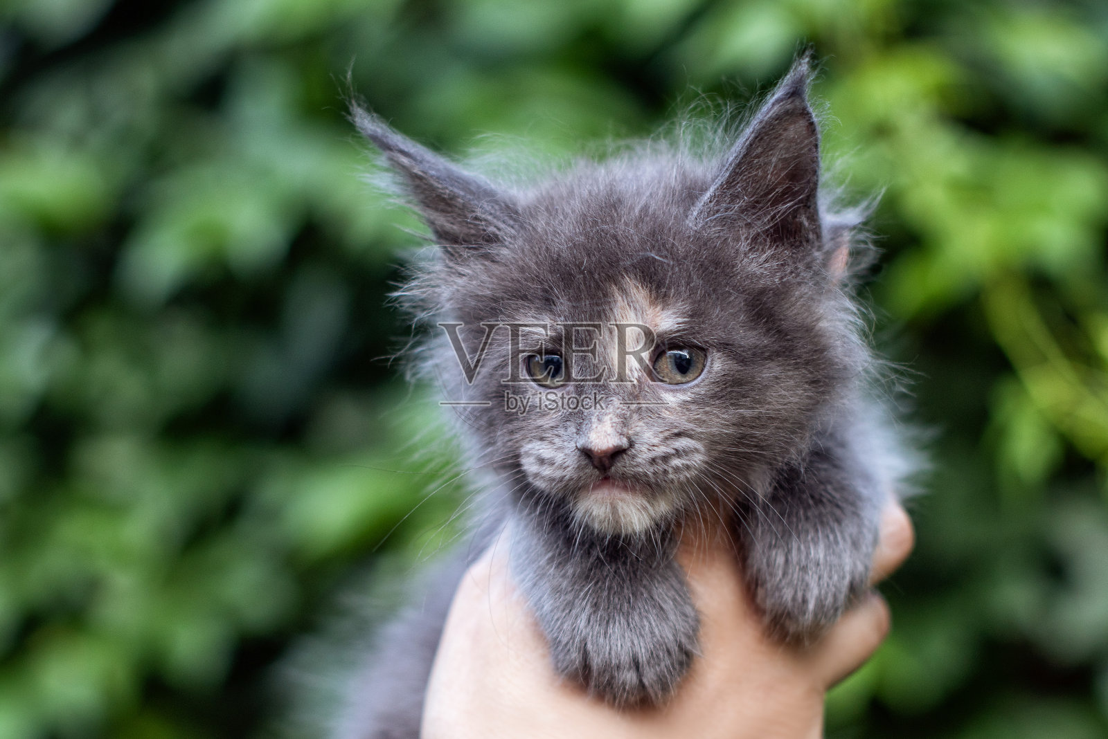 手里拿着一只可爱的缅因猫。照片摄影图片