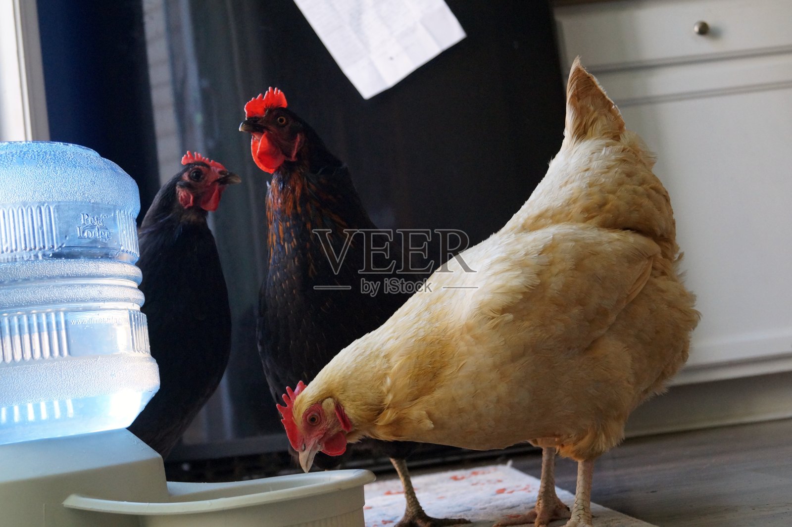 厨房里的鸡和狗照片摄影图片