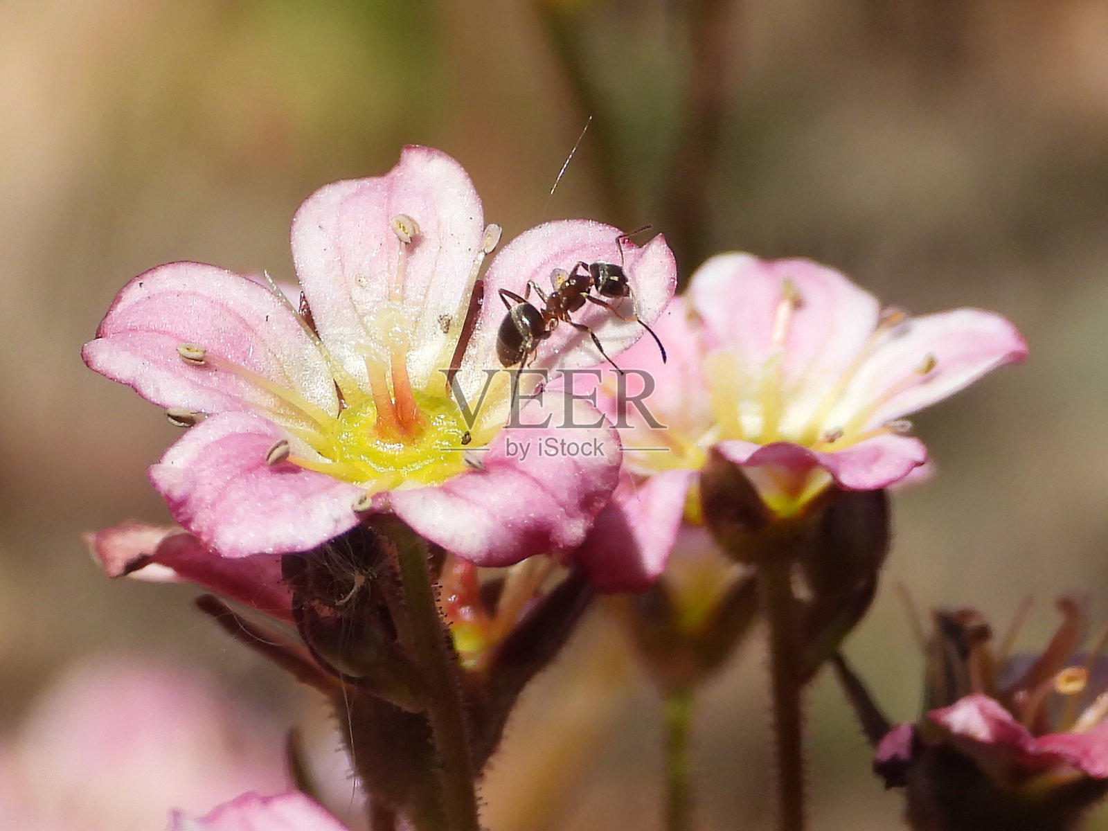 血天竺葵照片摄影图片