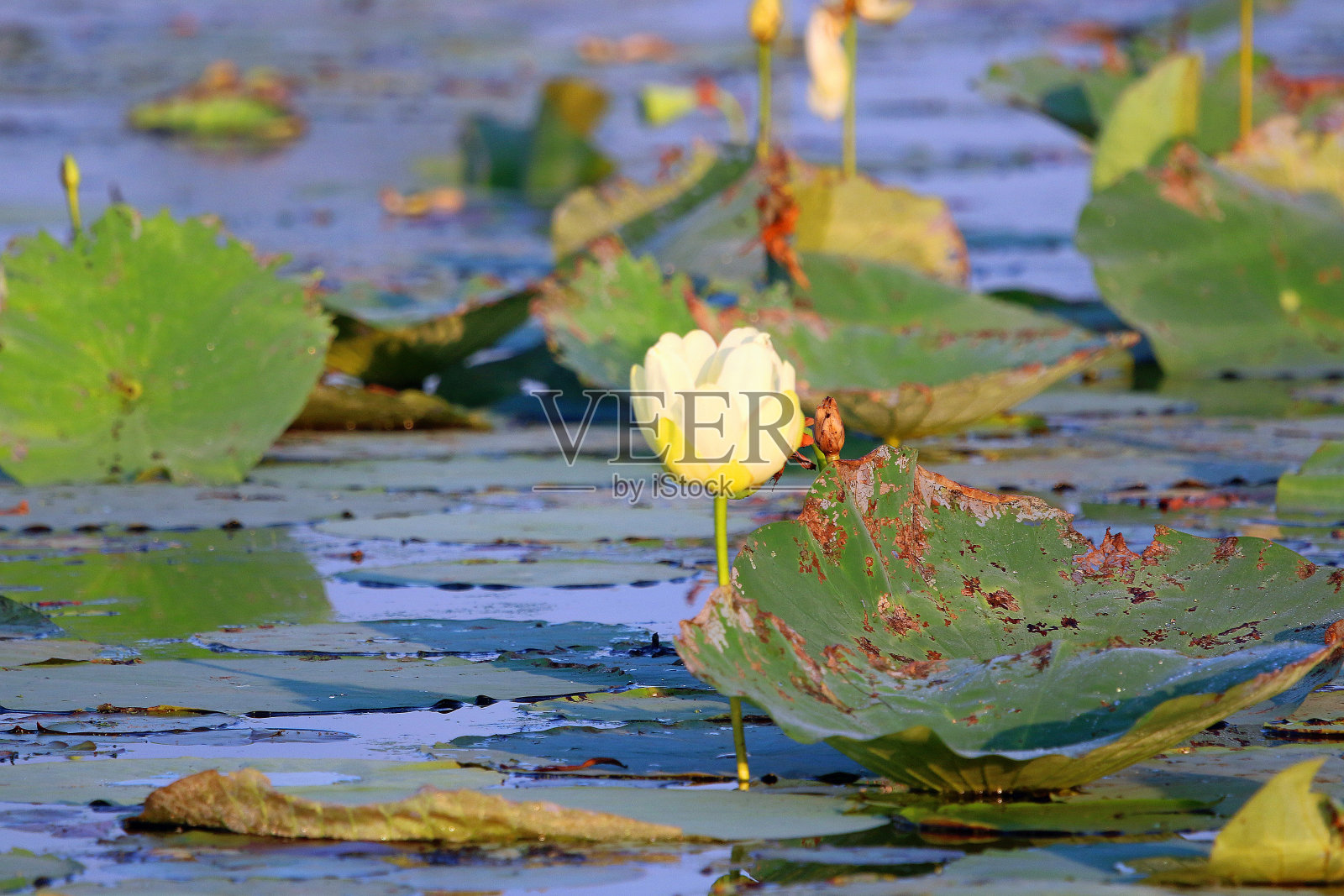 荷花被睡莲花瓣包围着照片摄影图片