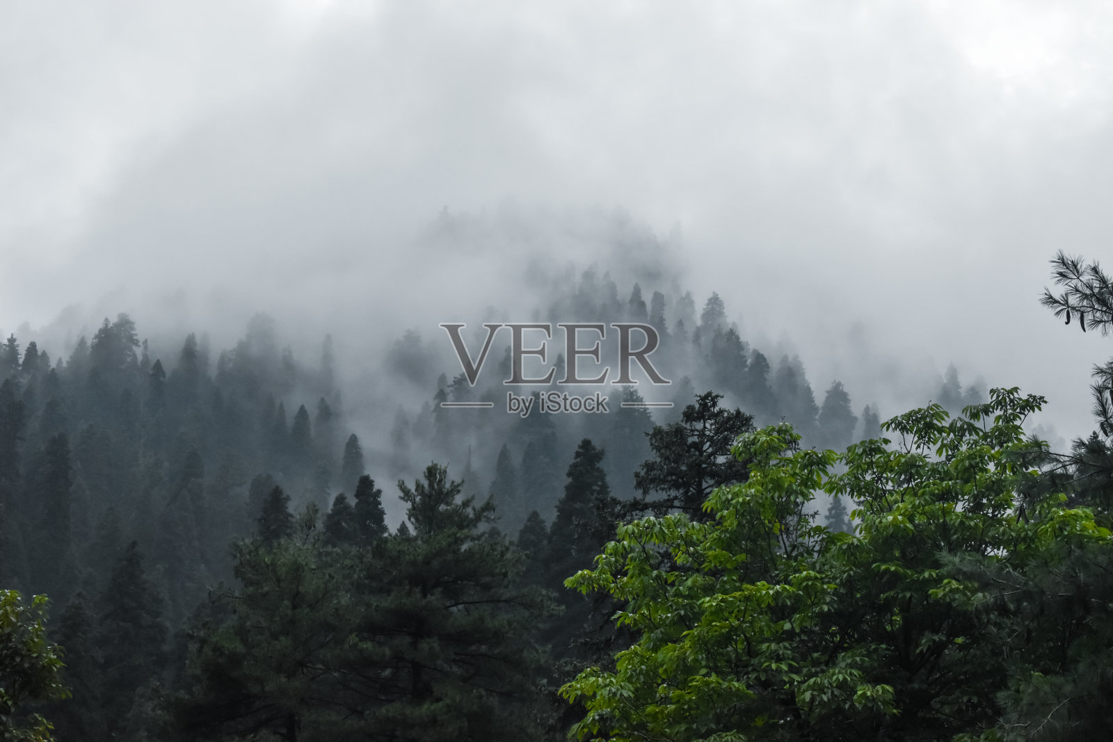 克什米尔美丽的山丘和稻田。照片摄影图片