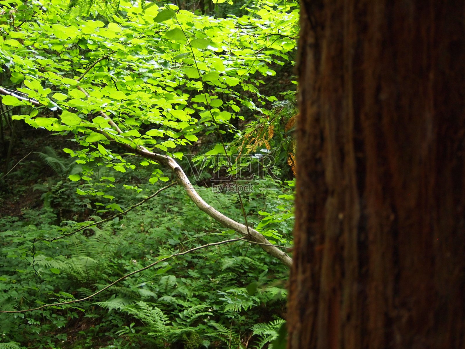 英国森林的细节视图照片摄影图片