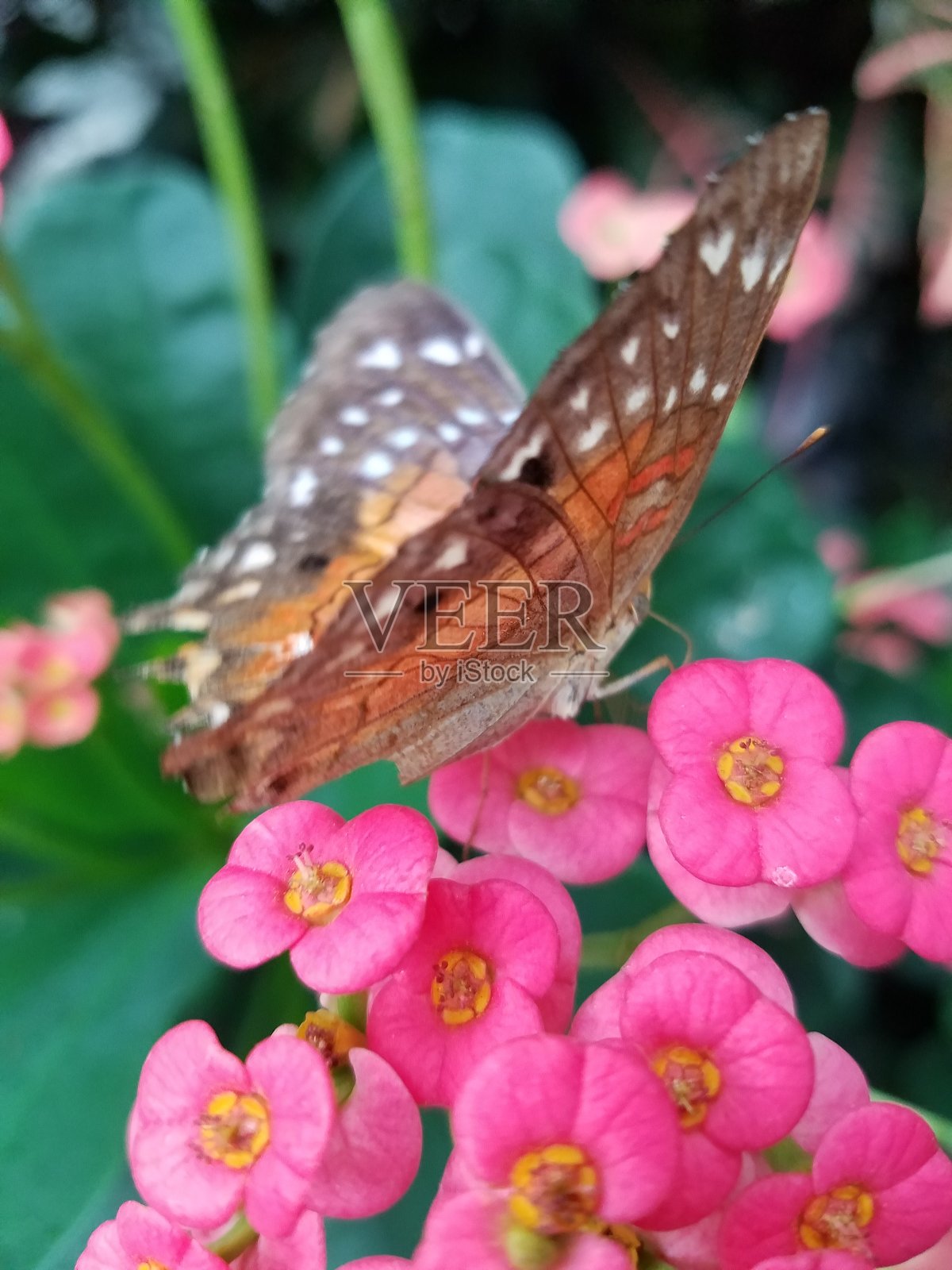 粉红色花朵上的蝴蝶照片摄影图片