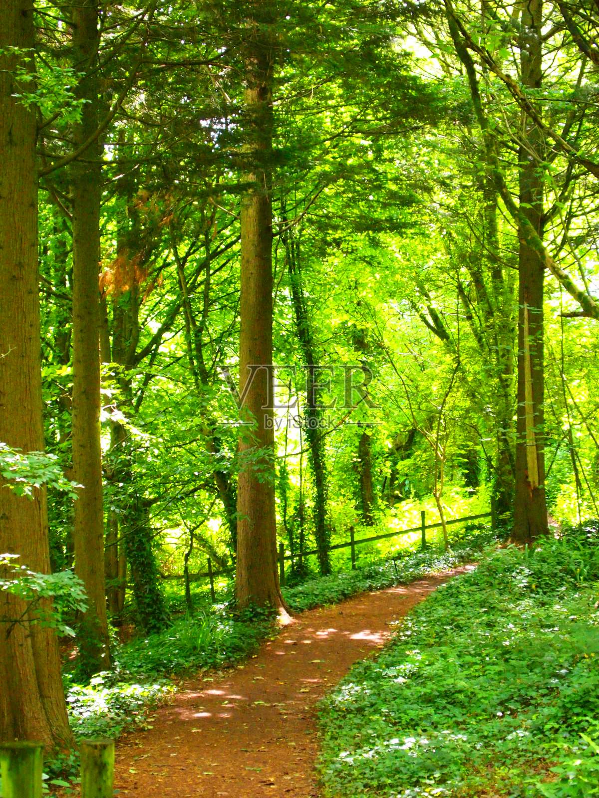 英国森林的细节视图照片摄影图片