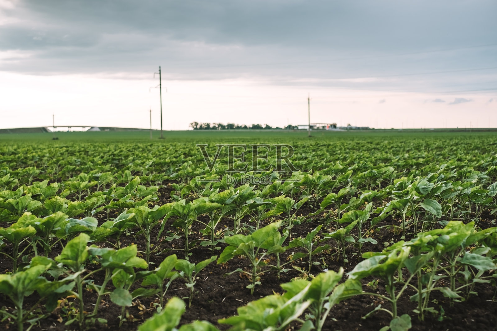 大田种植用向日葵幼苗生长，农业产业化。照片摄影图片