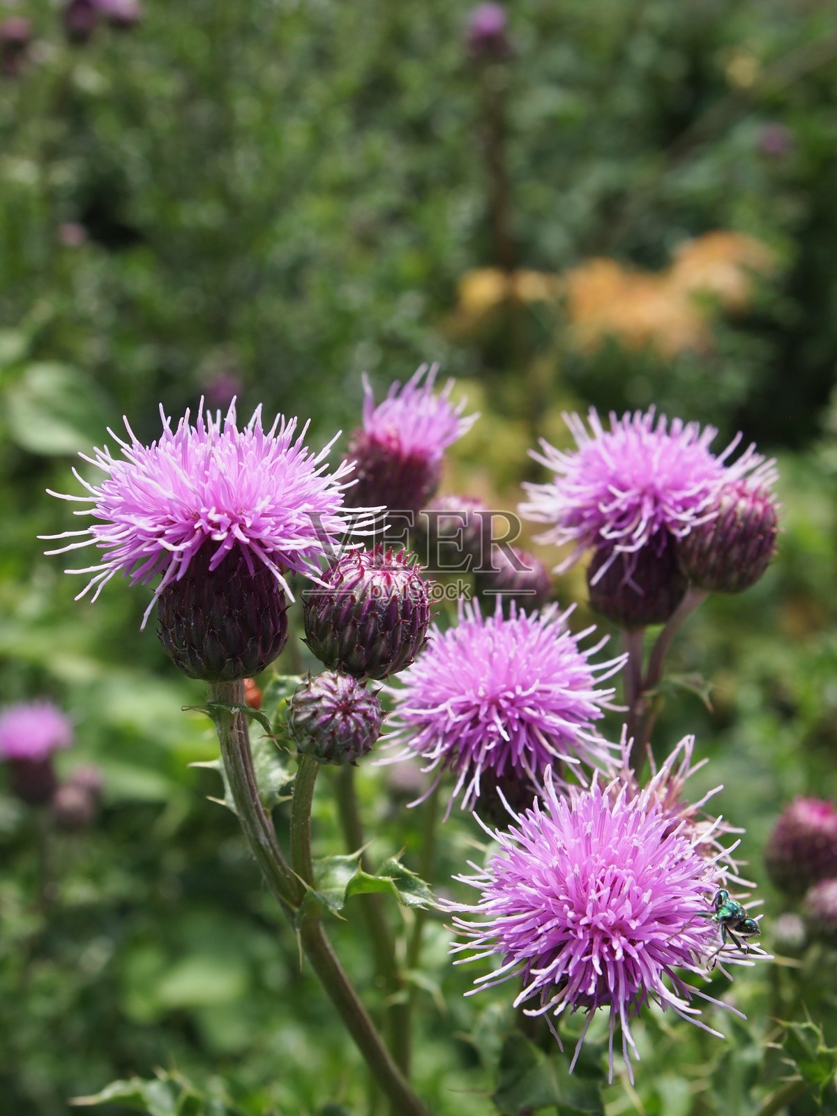 花盛开照片摄影图片