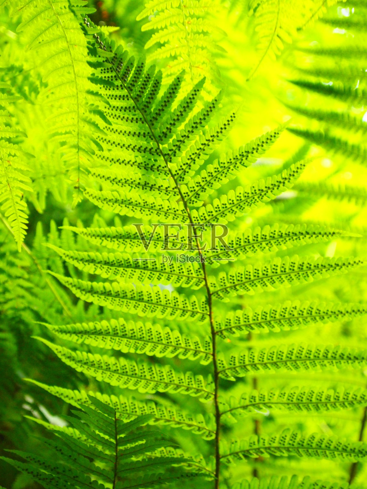 森林中绿色蕨类的细节照片摄影图片