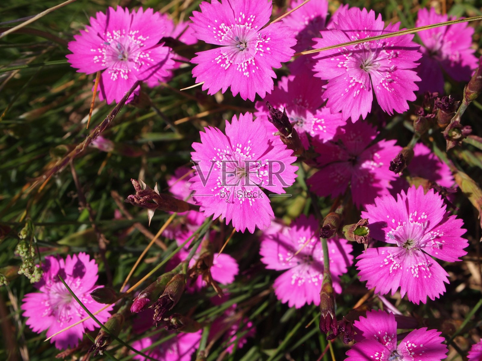 花盛开照片摄影图片