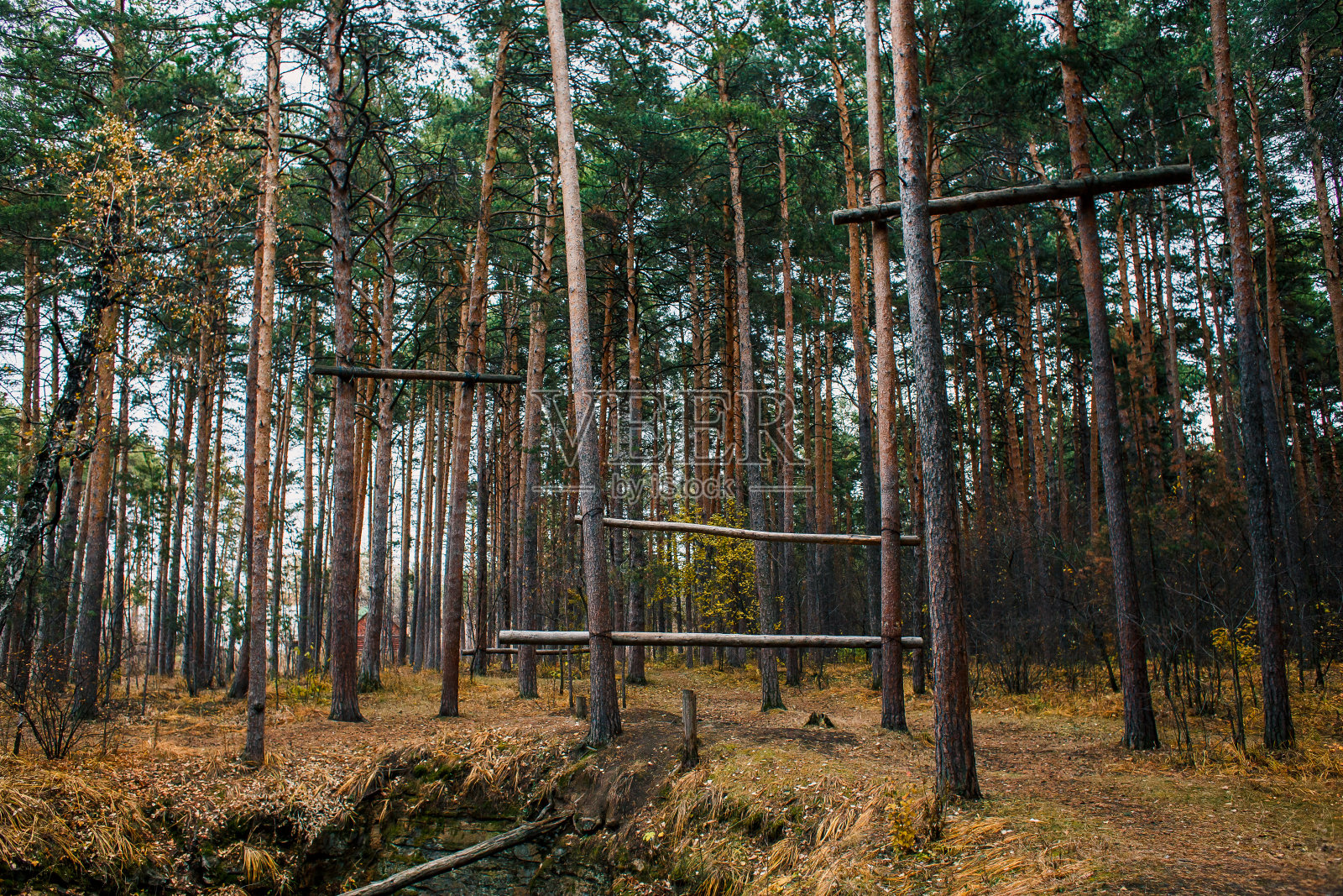 在原木森林中进行极限运动的障碍赛照片摄影图片
