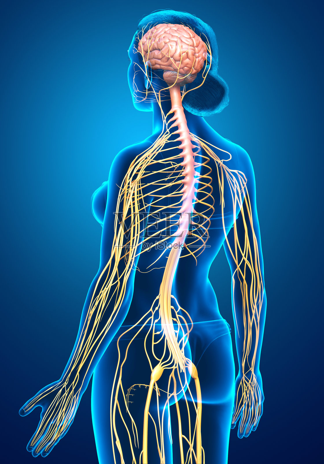 3d渲染医学上准确的女性神经系统的插图照片摄影图片