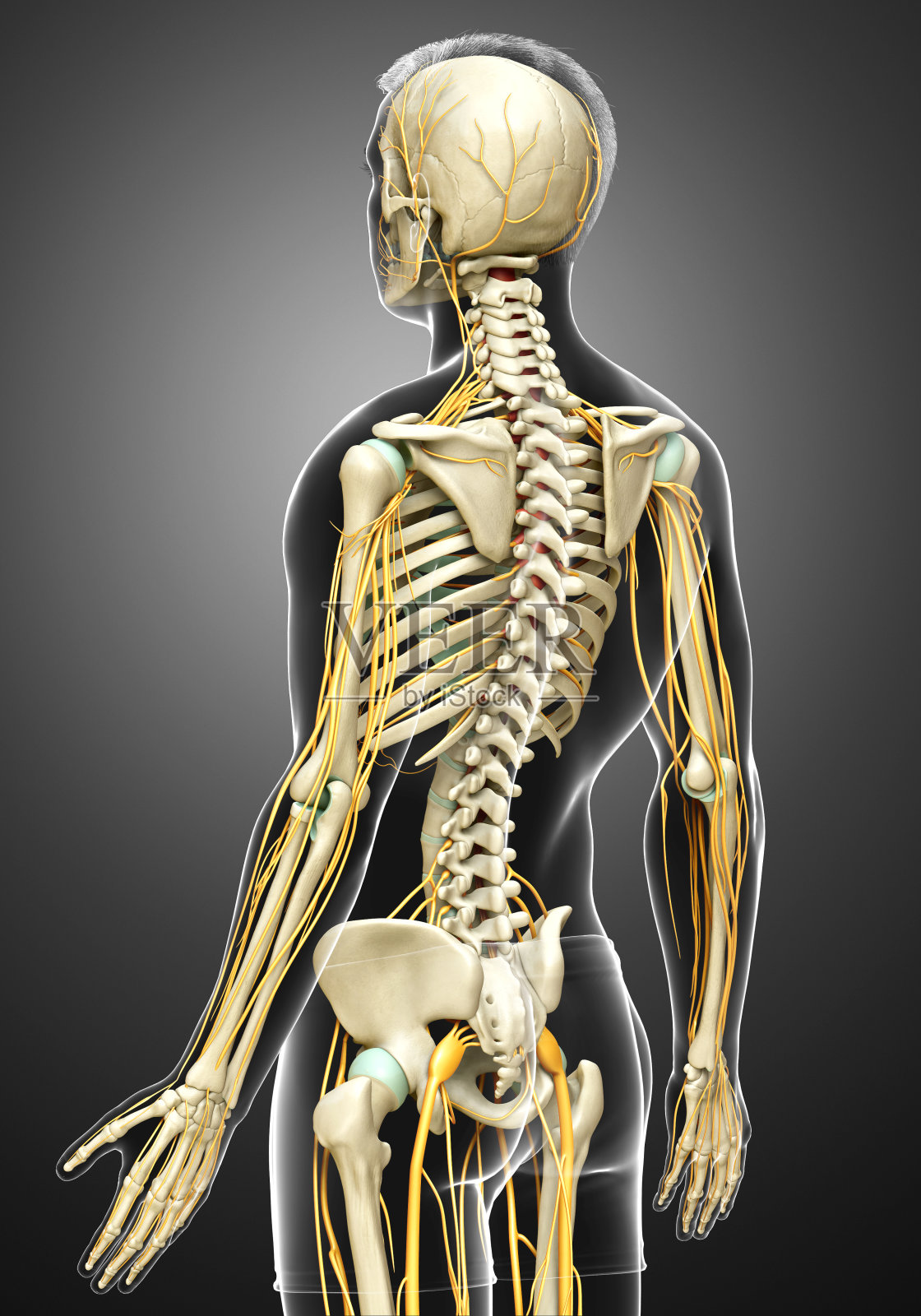3d渲染医学上精确的神经系统和骨骼系统的插图照片摄影图片