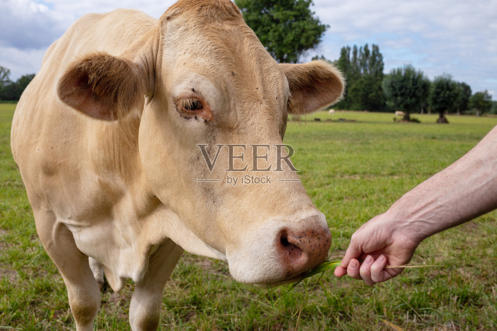 畜牧业。自然的脸。前视图。农场动物。照片摄影图片