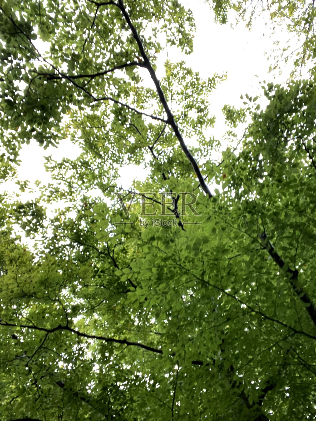 阳光透过树叶照片摄影图片