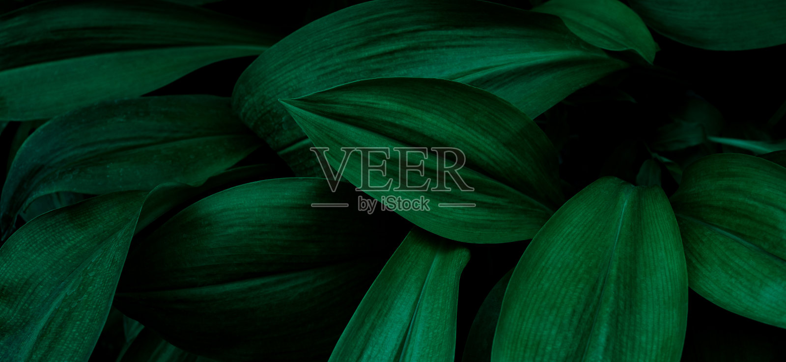 抽象绿叶纹理，自然背景，热带叶照片摄影图片