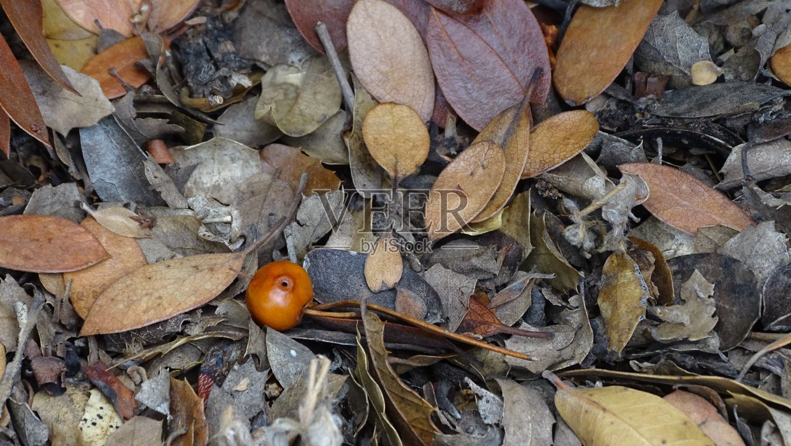莓叶照片摄影图片