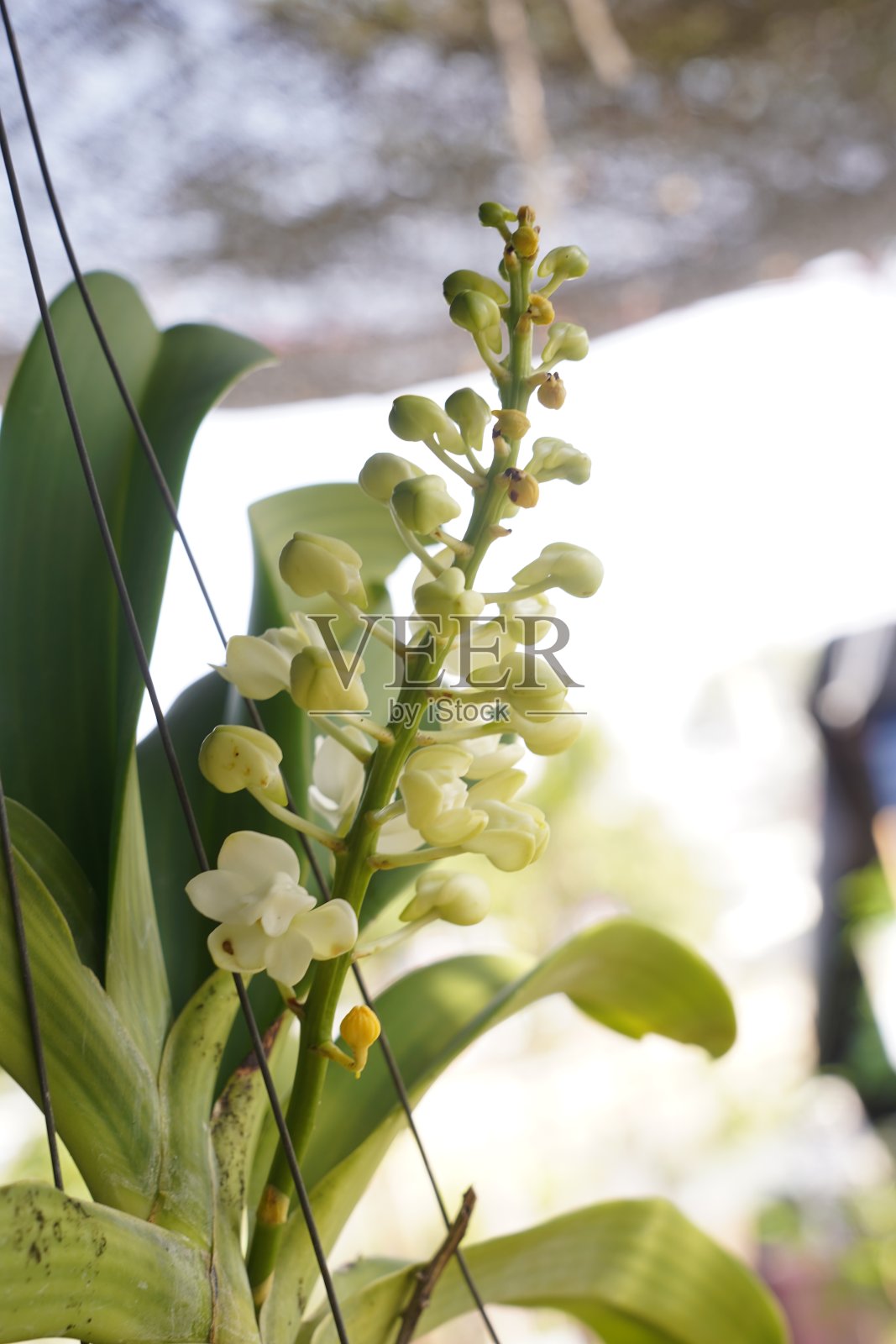 美丽的兰花花在自然的背景。照片摄影图片