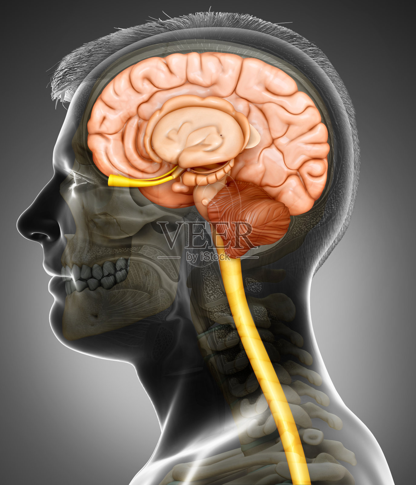 3d渲染医学插图的男性大脑解剖照片摄影图片