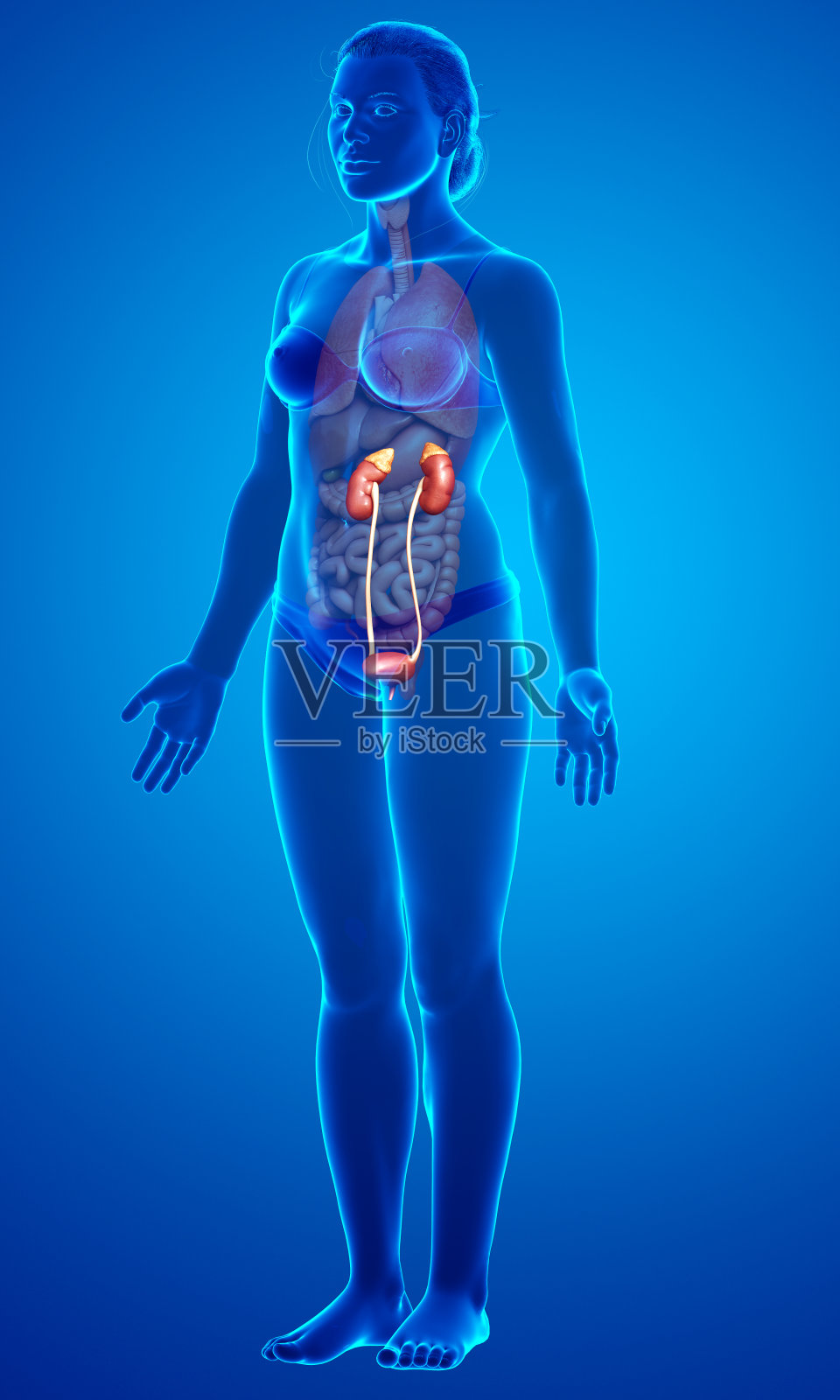 3d渲染，医学上准确的女性肾脏的插图照片摄影图片