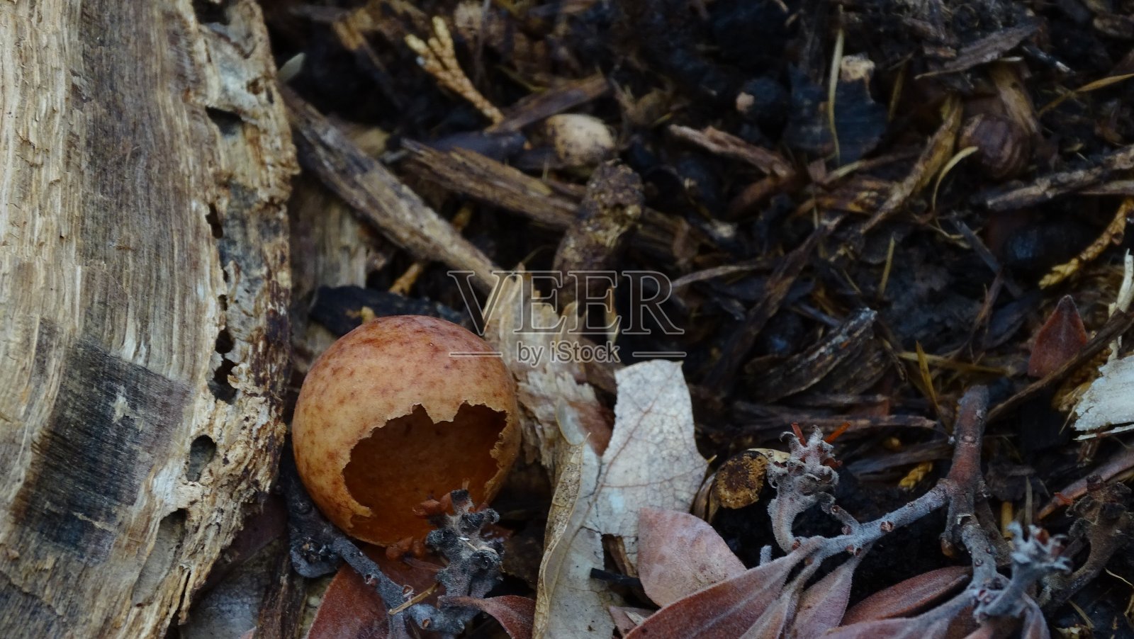 蛋壳照片摄影图片