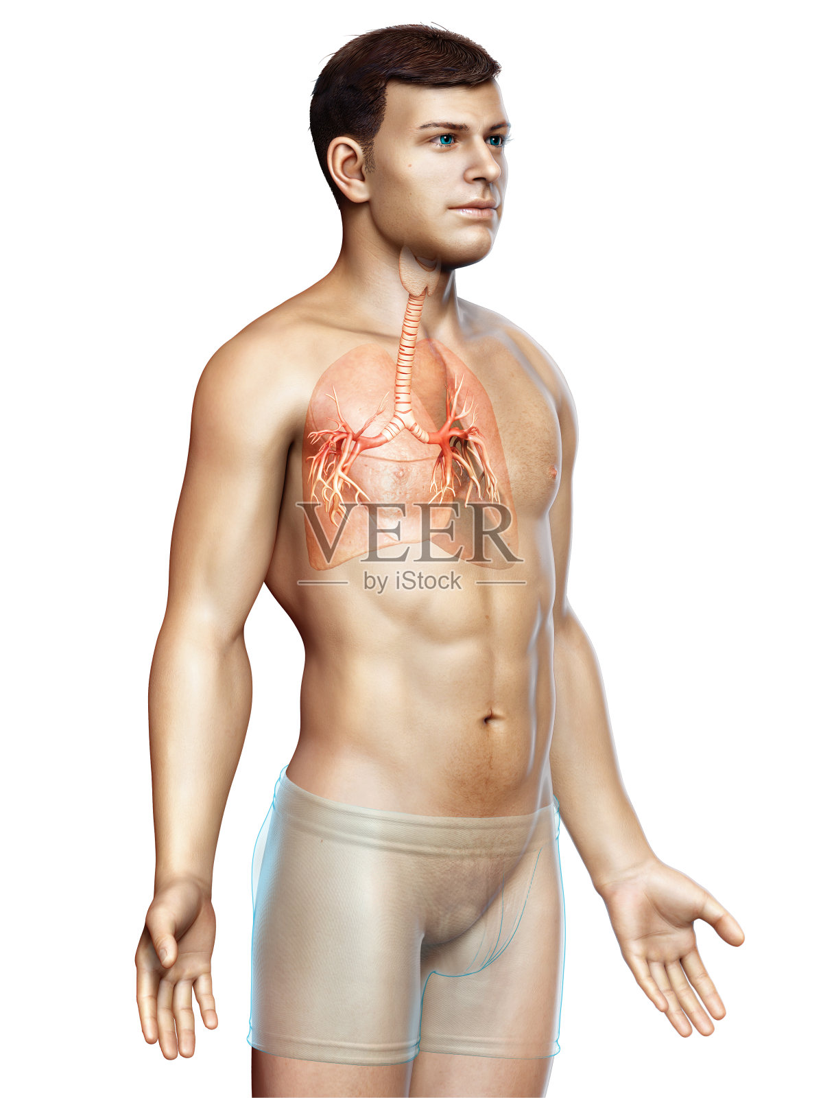 呼吸系统喉部、气管、支气管部分的三维图示。照片摄影图片