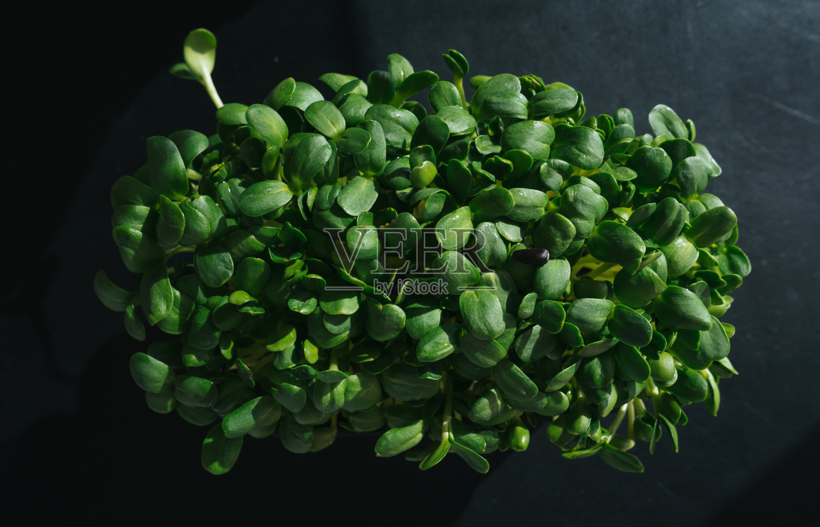 绿色的向日葵芽放在黑色的桌子上，俯视照片摄影图片