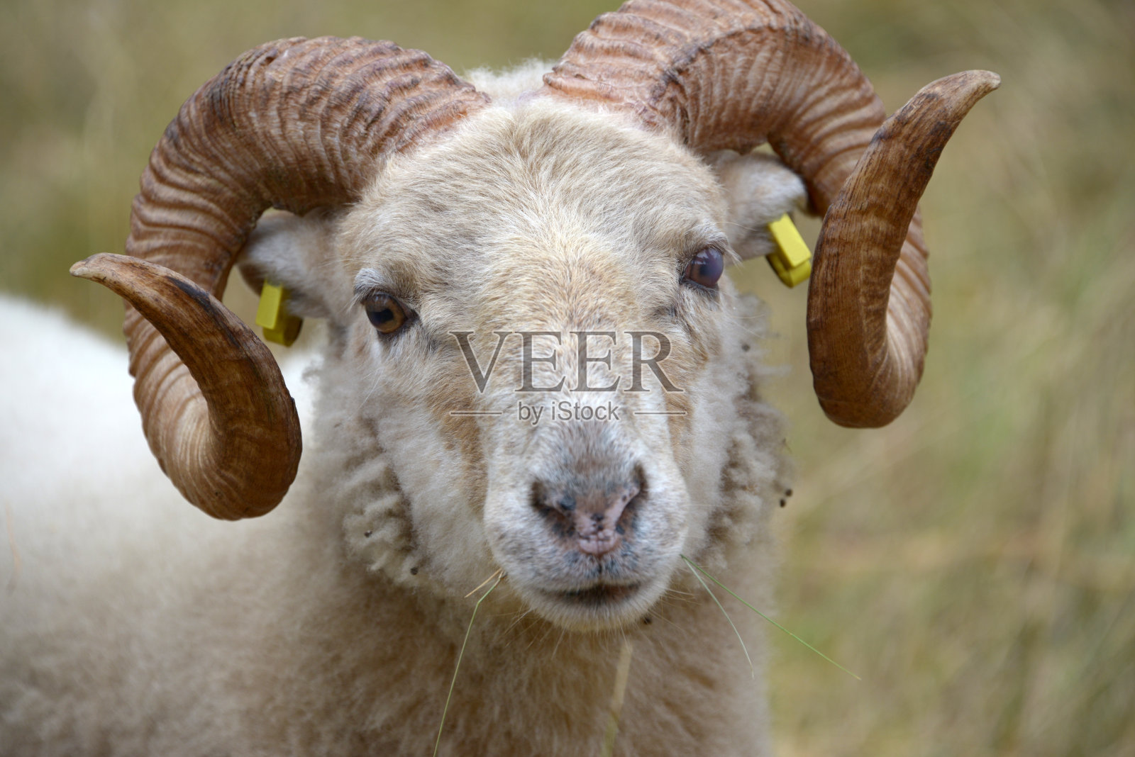 内存照片摄影图片