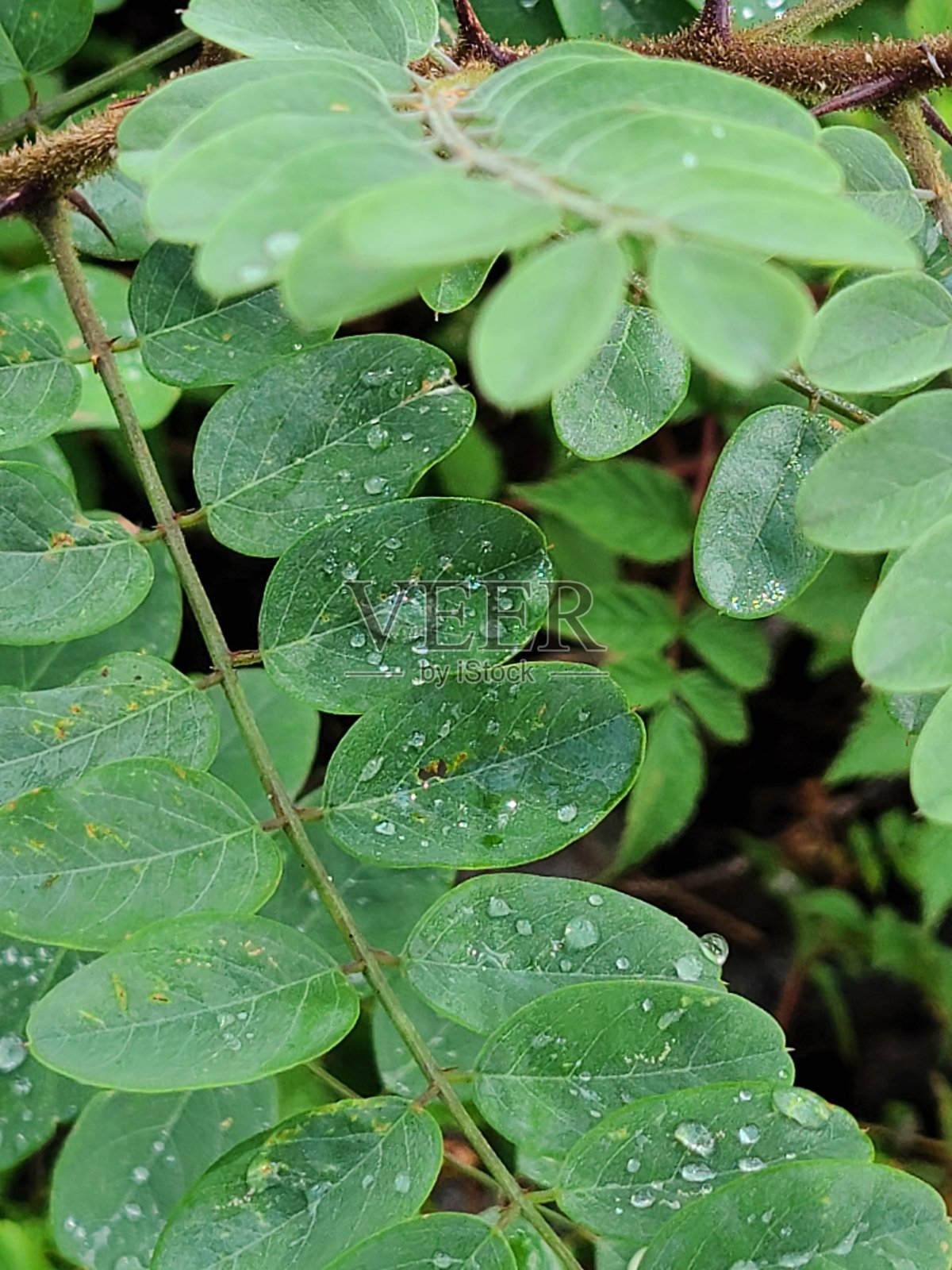 绿色甘美的叶子和雨滴照片摄影图片
