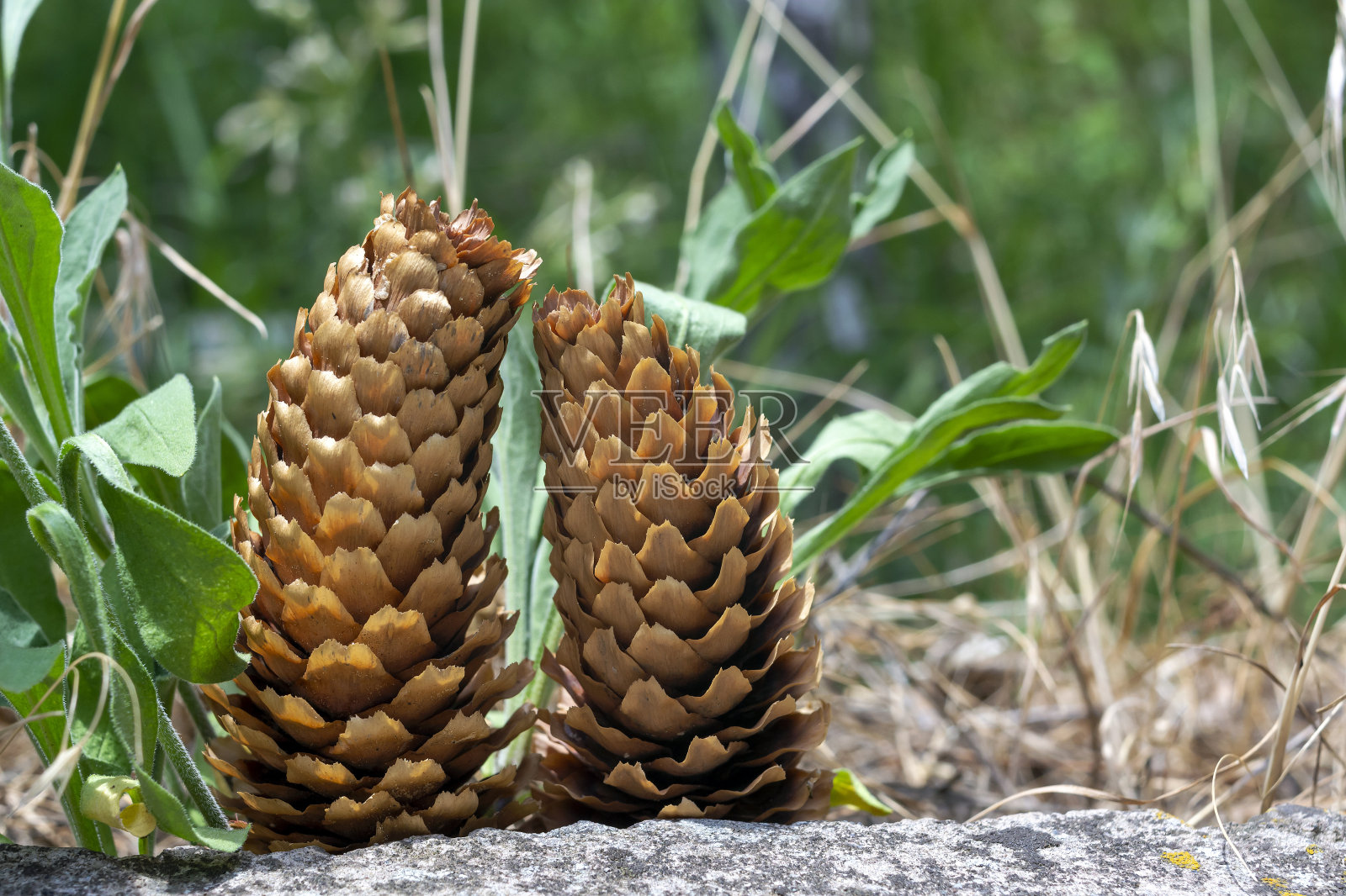 一对冷杉球果。夫妇在爱照片摄影图片